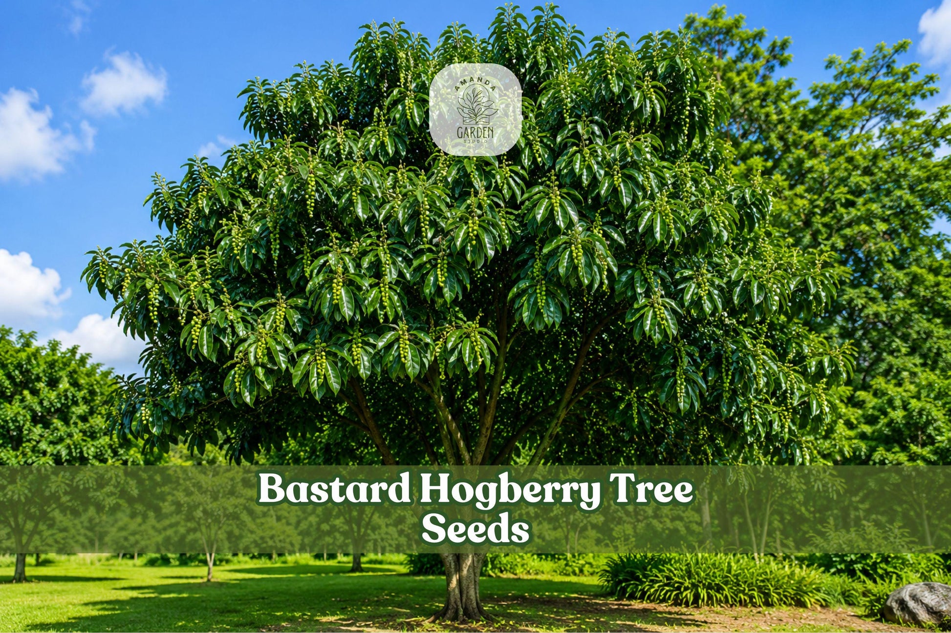 5 Bastard Hogberry Tree Seeds - Rare Tropical Ornamental - Margaritaria nobilis - Unique Foliage for Botanical Collections