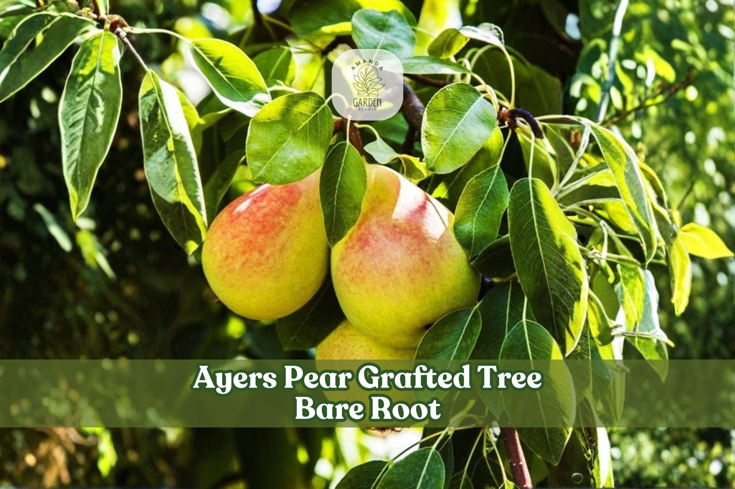 Ayers Pear Grafted Tree - 2-3 Ft Bare Root Deciduous Fruit Tree - Pyrus communis - Ideal for Gardens & Orchards
