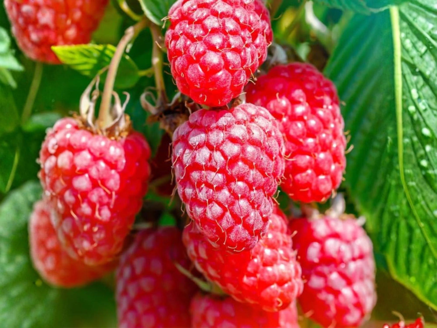 Jaclyn Red Raspberry Starter Plant - Everbearing Fruit Shrub - Rubus idaeus - Live Rooted - Sweet Red Berries for Gardens