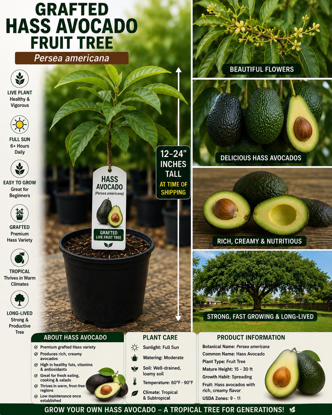 Hass Avocado Grafted Live Fruit Tree 12–24 Inches - Persea americana - New Harvest Quality Avocado Plant