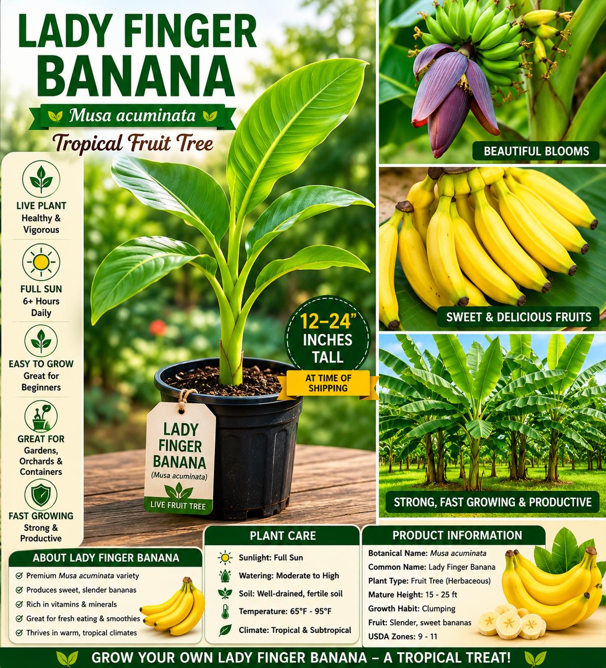 Lady Finger Banana Seedling 12-24 Inches - Musa acuminata Tropical Fruit Tree, Edible Plant for Home Garden