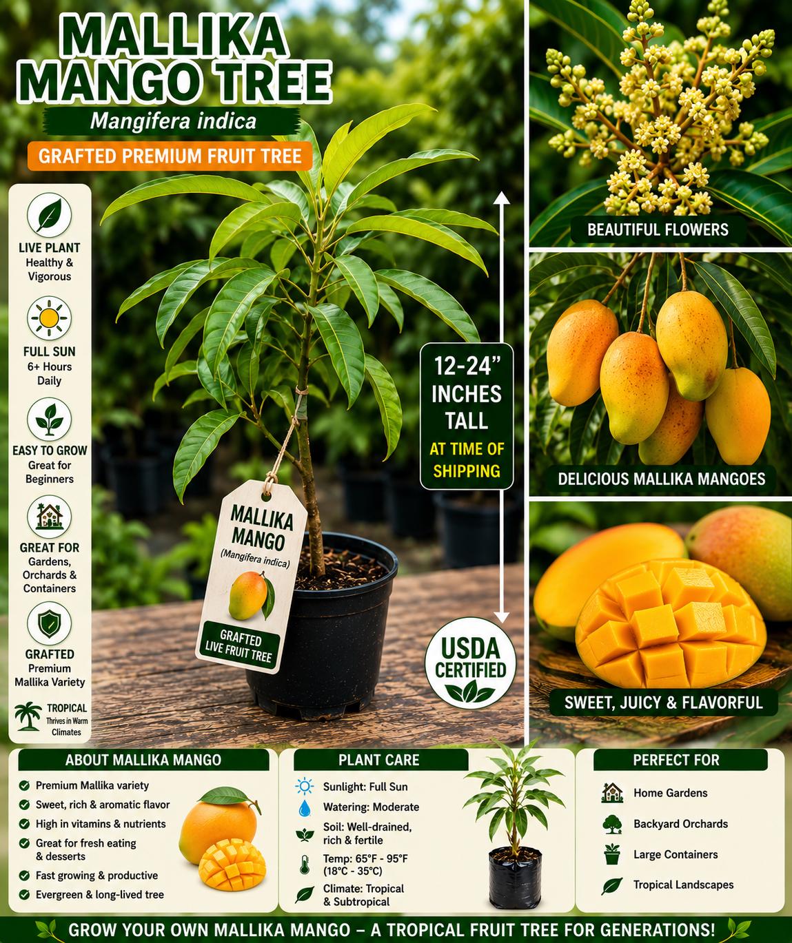 Grafted Mallika Mango Tree 12–24 Inches - Mangifera indica - Live Fruit Plant - Fresh Stock