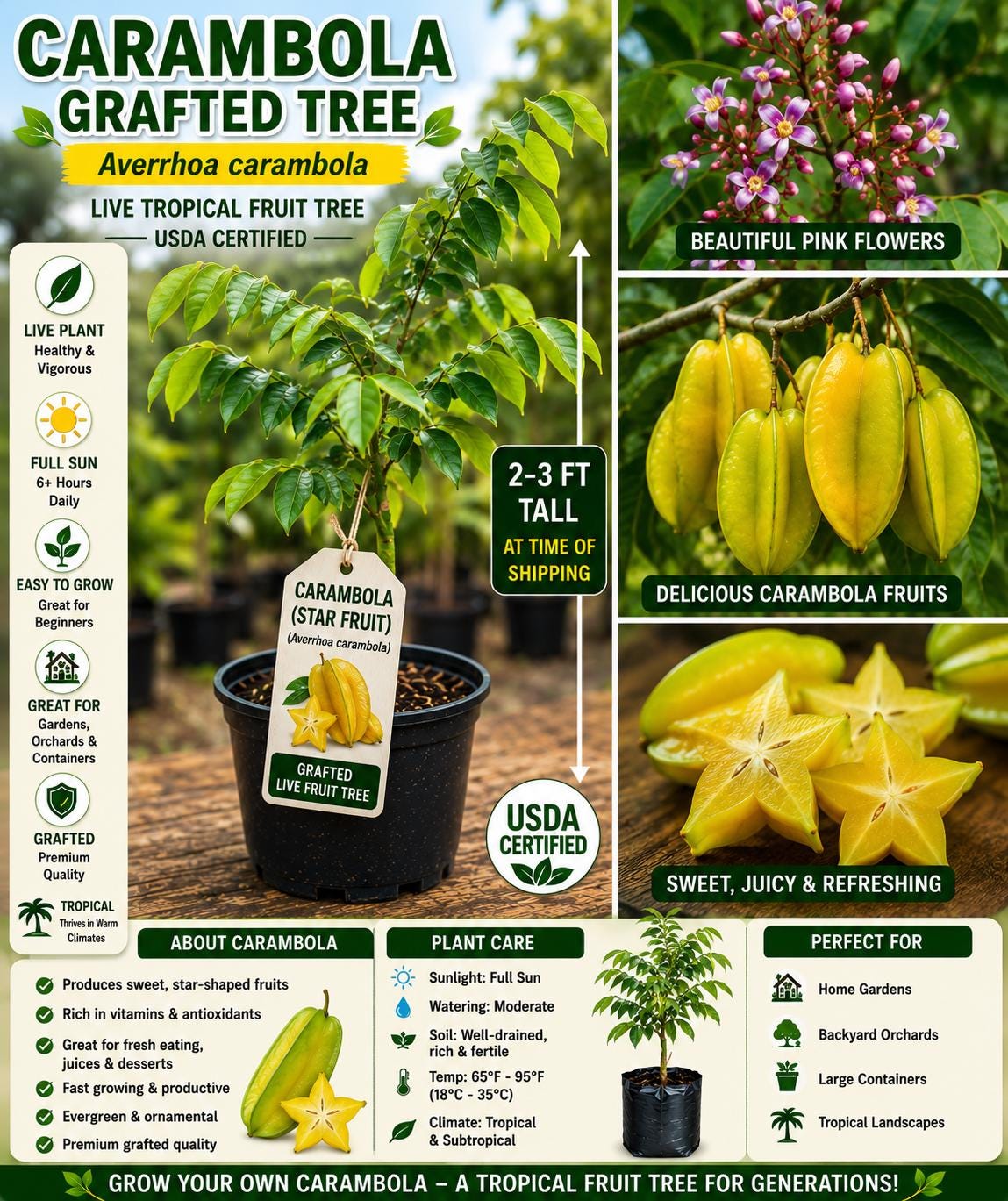 Grafted Carambola Fruit Tree 2-3 Ft Tall - Averrhoa carambola - Tropical Starfruit Plant for Home Garden