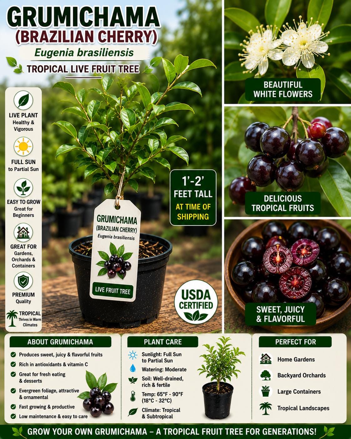 Grumichama Live Fruit Tree 1-2 Ft - Eugenia brasiliensis - Fast Growing Tropical Fruit Tree