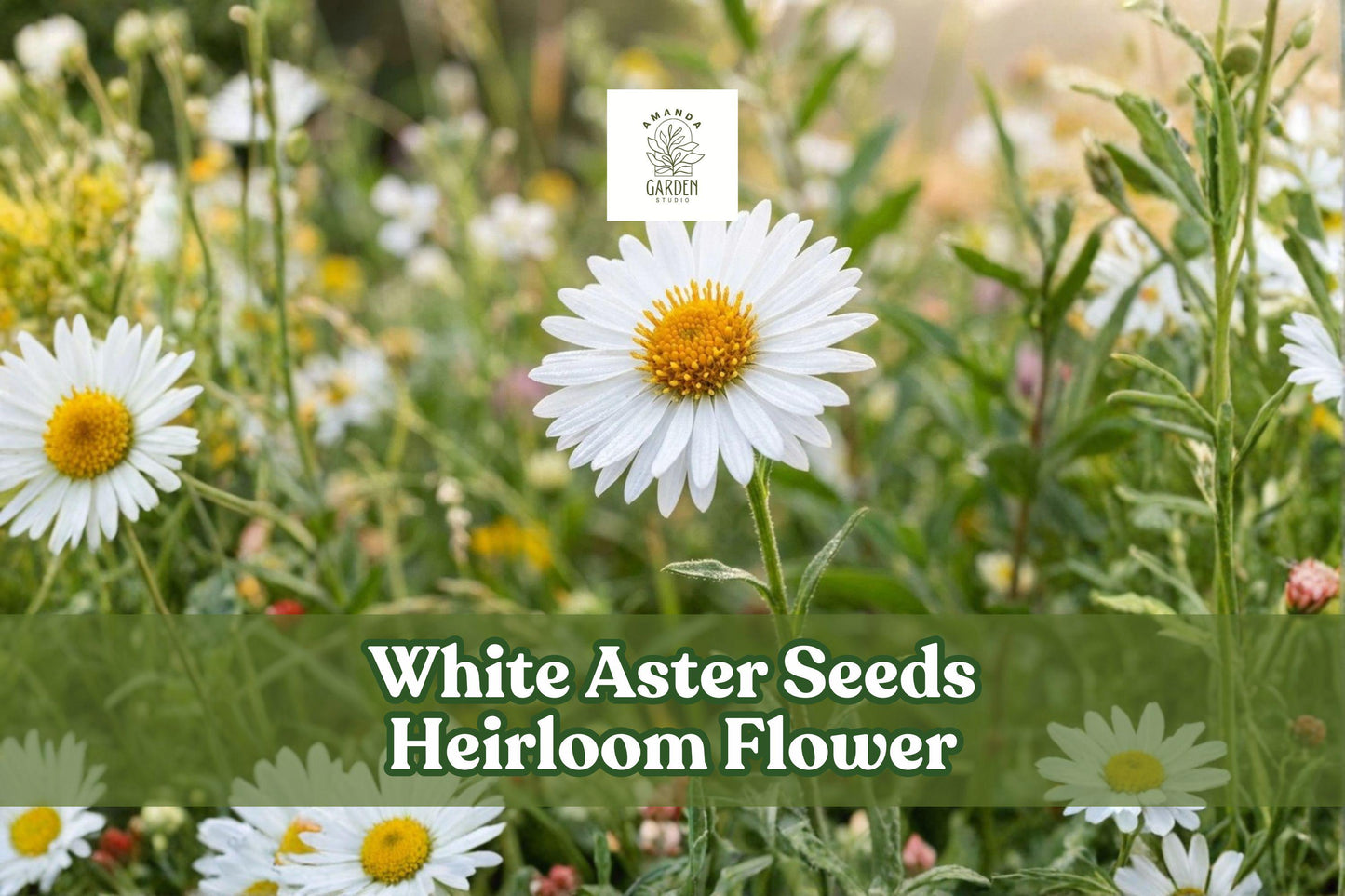 50 White Aster Seeds - Heirloom Flower Seeds for Pollinator Gardens (Aster spp.) - Easy-to-Grow Perennial Cut Flowers