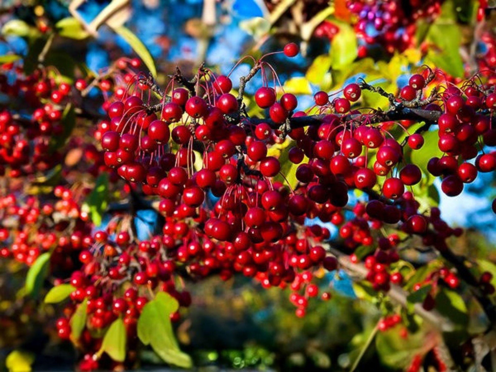 Red Chokeberry Shrub 4 Inch Pot - Aronia arbutifolia - Hardy Native Plant with White Flowers & Red Berries for Pollinator Gardens