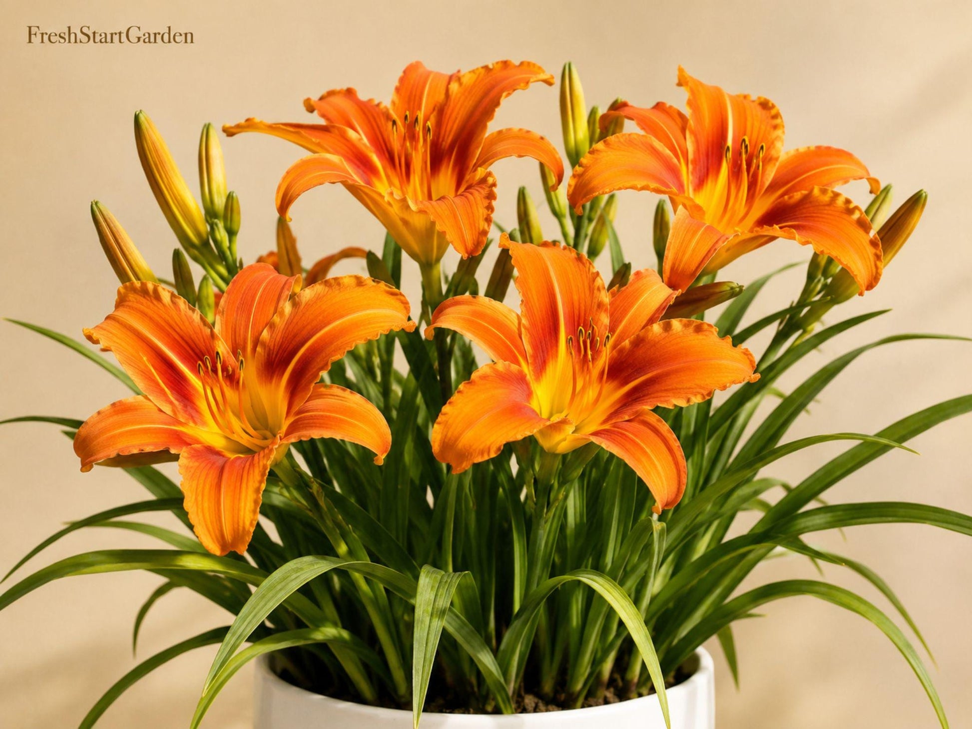 Orange Daylily Bare Root 5-Pack Hemerocallis Hardy Perennial Pollinator Flower - Vibrant Orange Blooms for Garden Borders
