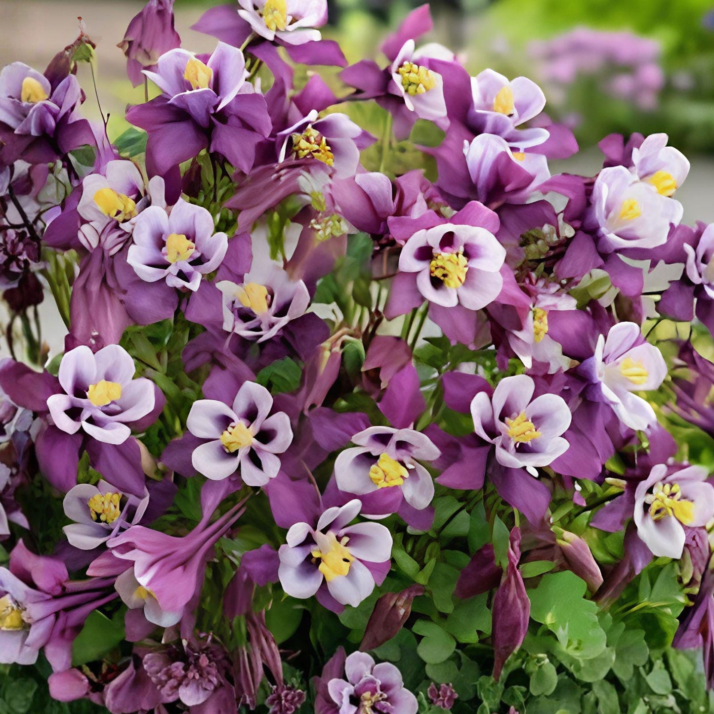 Early Bird Purple & White Columbine Plant - Aquilegia - Hummingbird Favorite Perennial Wildflower - 1 Live Plant