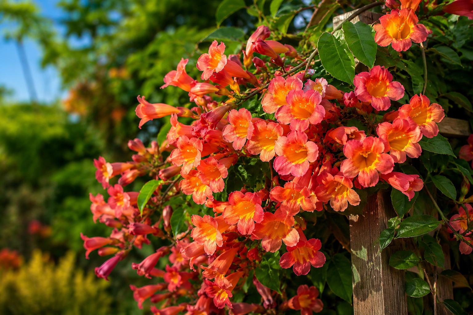 Bignonia Crossvine Starter Plant, Tangerine Beauty, Attracts Butterflies, Rooted Plant, Bignonia capreolata, Fast-Growing Vine