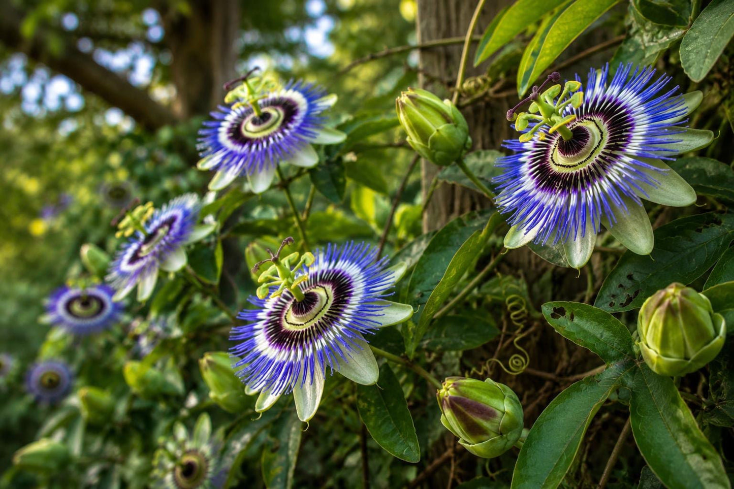 Hardy Blue Crown Passion Flower Plant - Small Rooted Starter - Passiflora caerulea - Vibrant Blue & White Flowers