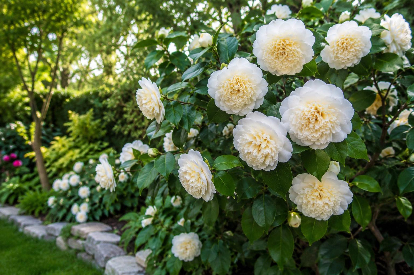 Live Starter Plant - Jury's Yellow Camellia - Unique Bloom - Camellia Japonica - USA Seller - Hardy Garden Addition