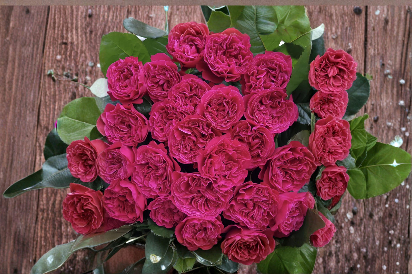 Pretty N Pink Rose Cuttings - 3 Cuttings for Propagation - Rosa hybrid - Pink Blooms for Garden Planting