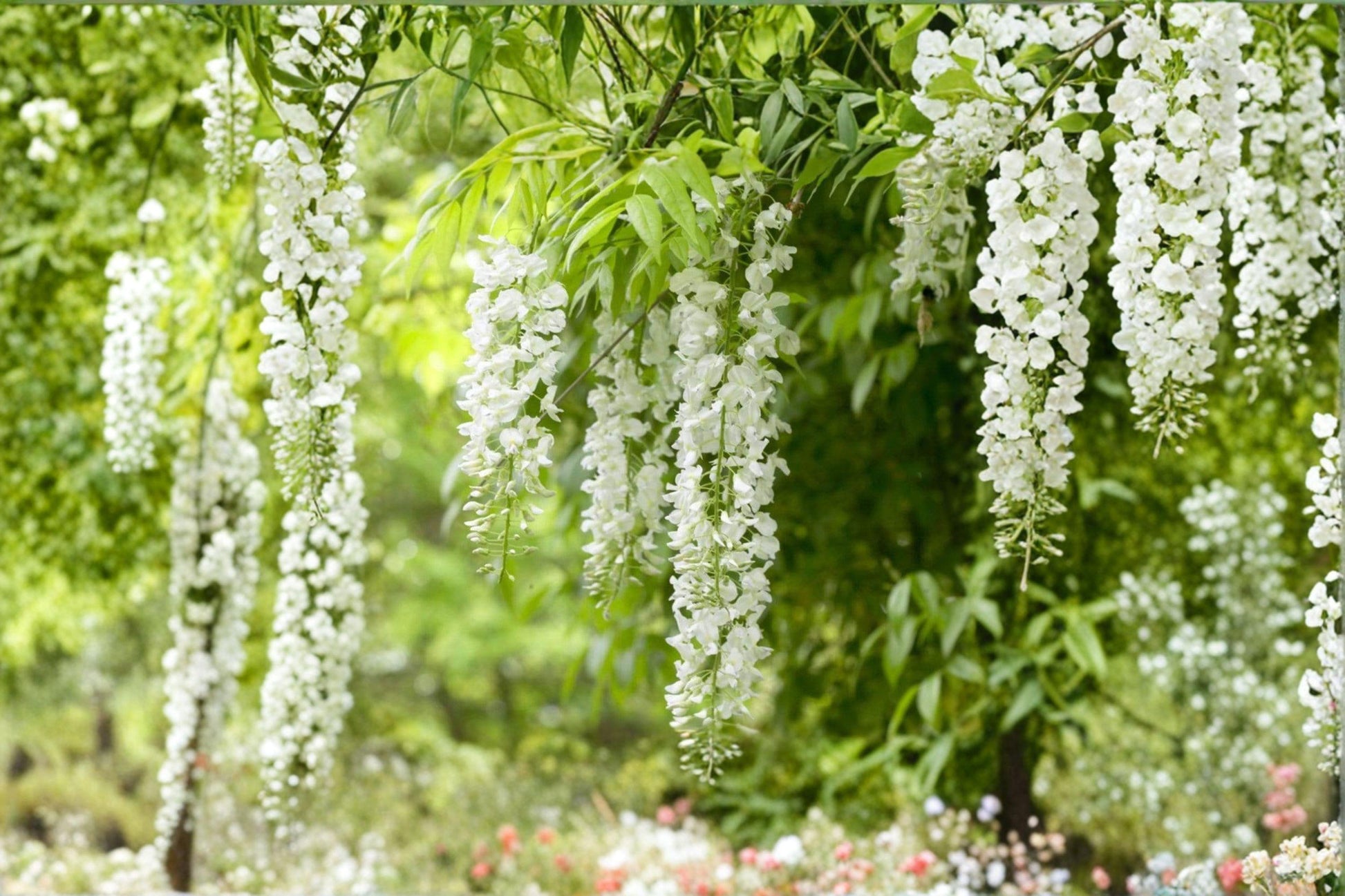White Wisteria Cuttings - 5 Unrooted Cuttings - Wisteria floribunda - Flowering Climbing Vine for Propagation