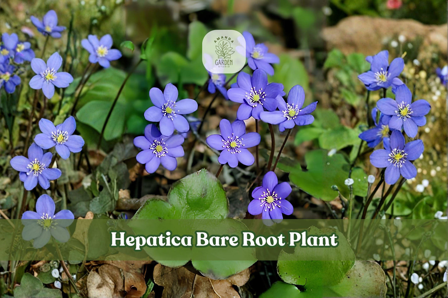 15 Bare Root Hepatica Plants | Woodland Perennial Anemone hepatica | Shade Garden Wildflower Rhizomes | Early Spring Blooms