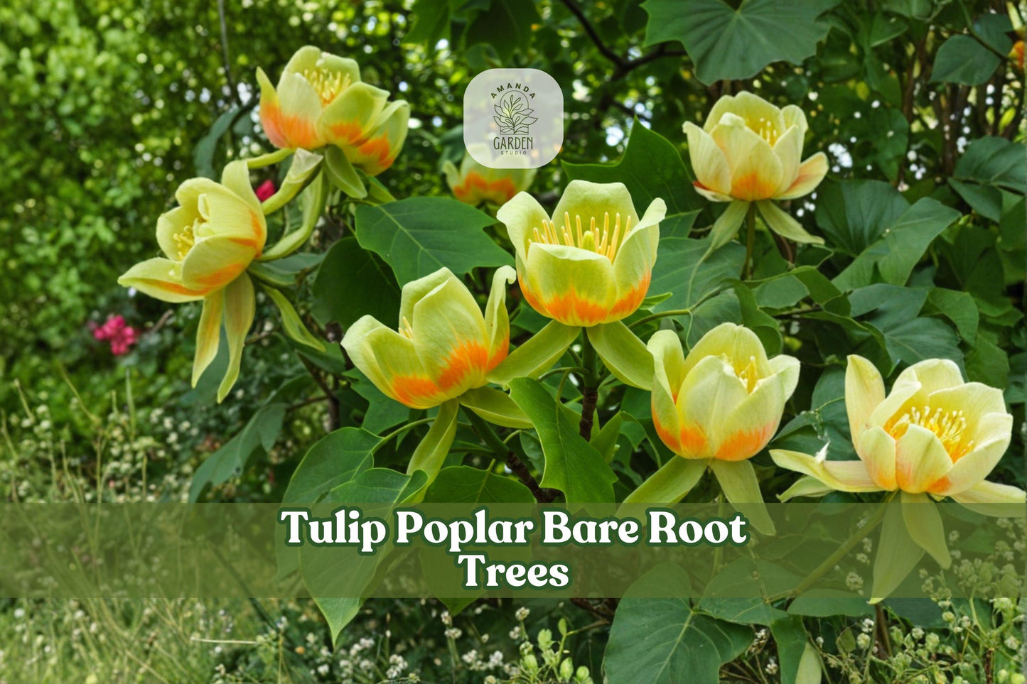 2 Tulip Poplar Bare Root Trees | Liriodendron tulipifera Seedlings | Native Deciduous Shade Tree 12–18 Inches for Planting