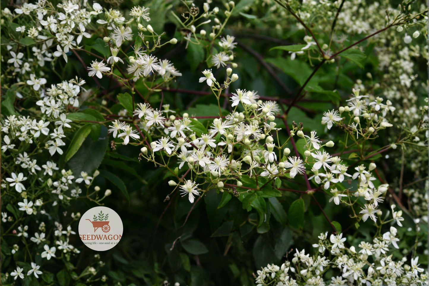Virgin's Bower Seeds 50 - Clematis virginiana White Flower Climbing Vine for Pollinators, Easy to Grow, Native Perennial Plant