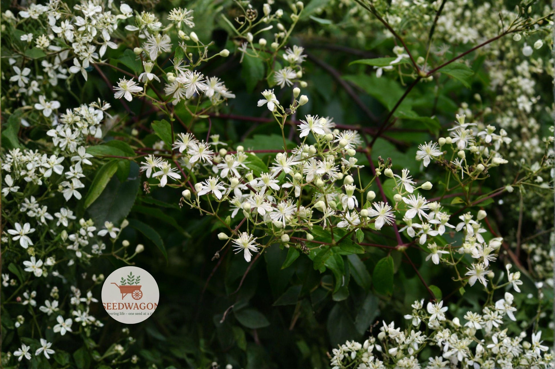 Virgin's Bower Seeds 50 - Clematis virginiana White Flower Climbing Vine for Pollinators, Easy to Grow, Native Perennial Plant