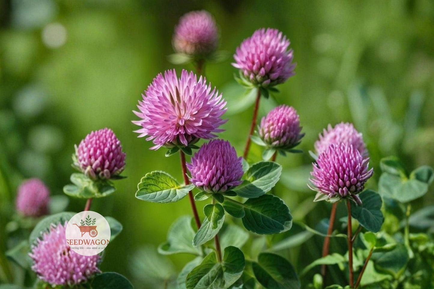 Red Clover Seeds 100 - Trifolium pratense Purple Flowering Pollinator Cover Crop for Gardens and Wildlife Habitats