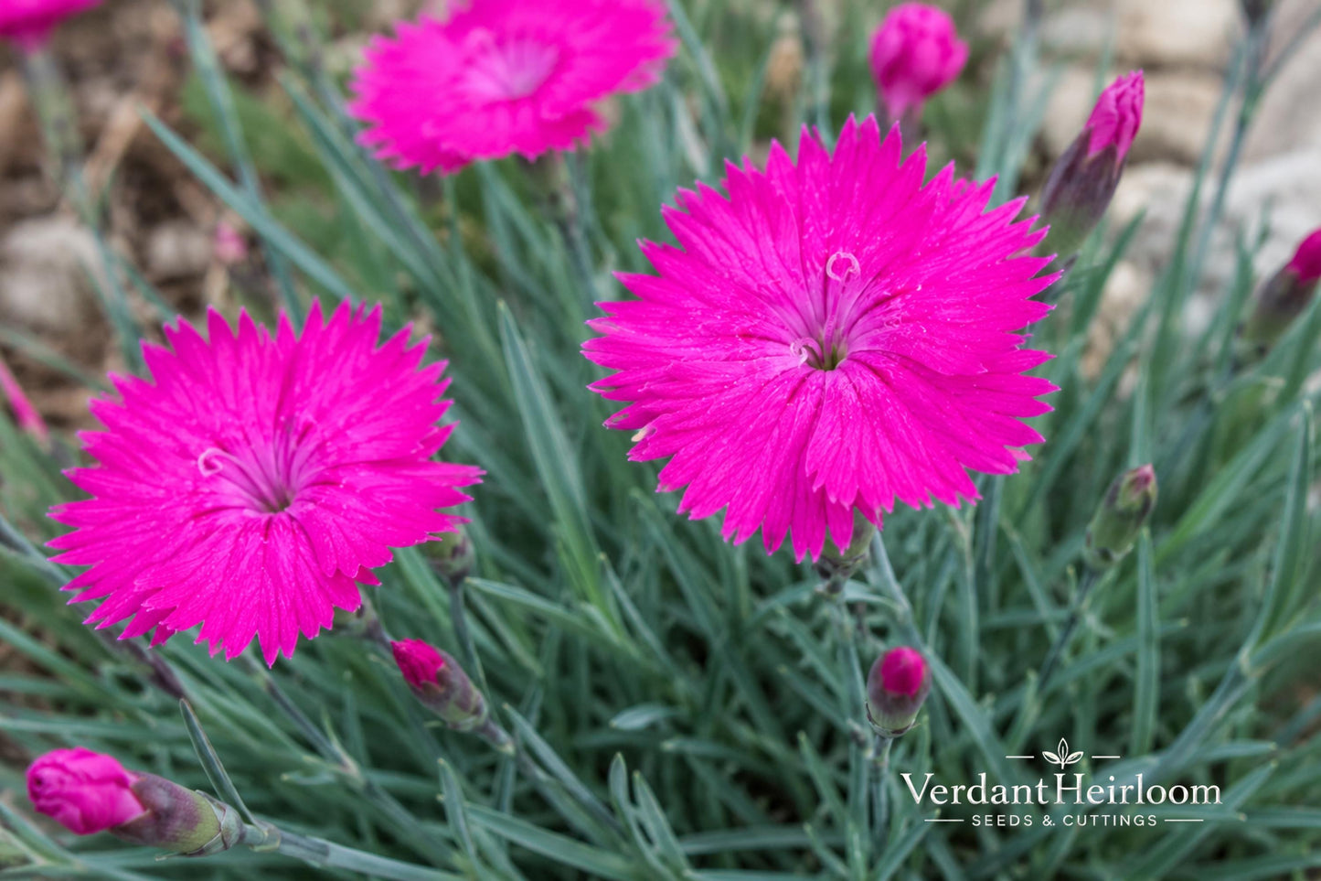 Neon Star Dianthus Plant - Bare Root Starter - Fragrant Pink Perennial - Dianthus 'Neon Star' - Compact Evergreen for Gardens