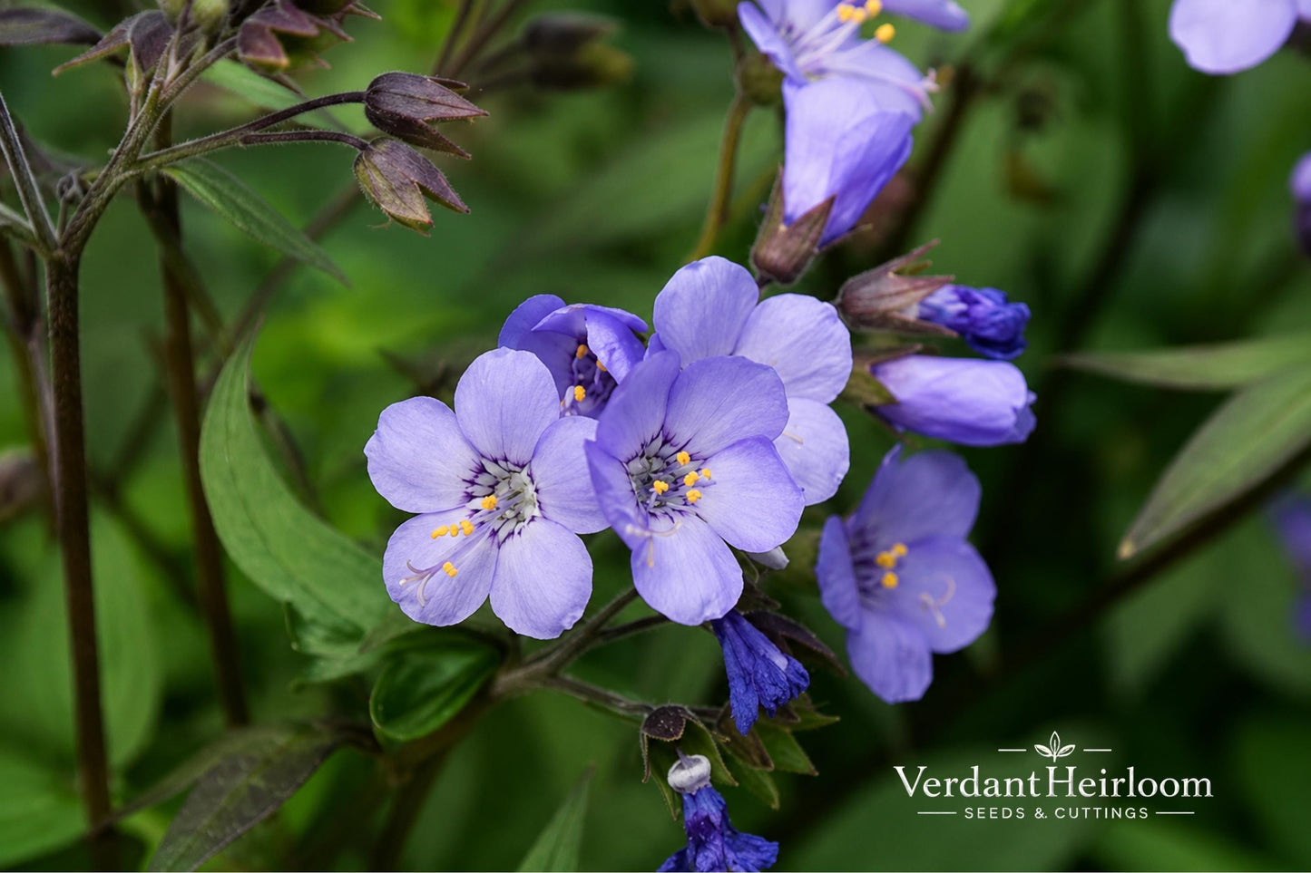 Heaven Scent Jacob's Ladder Plant - 1 Bare Root - Blue-Purple Blooms - Polemonium Hybrid - Perennial for Shade Gardens