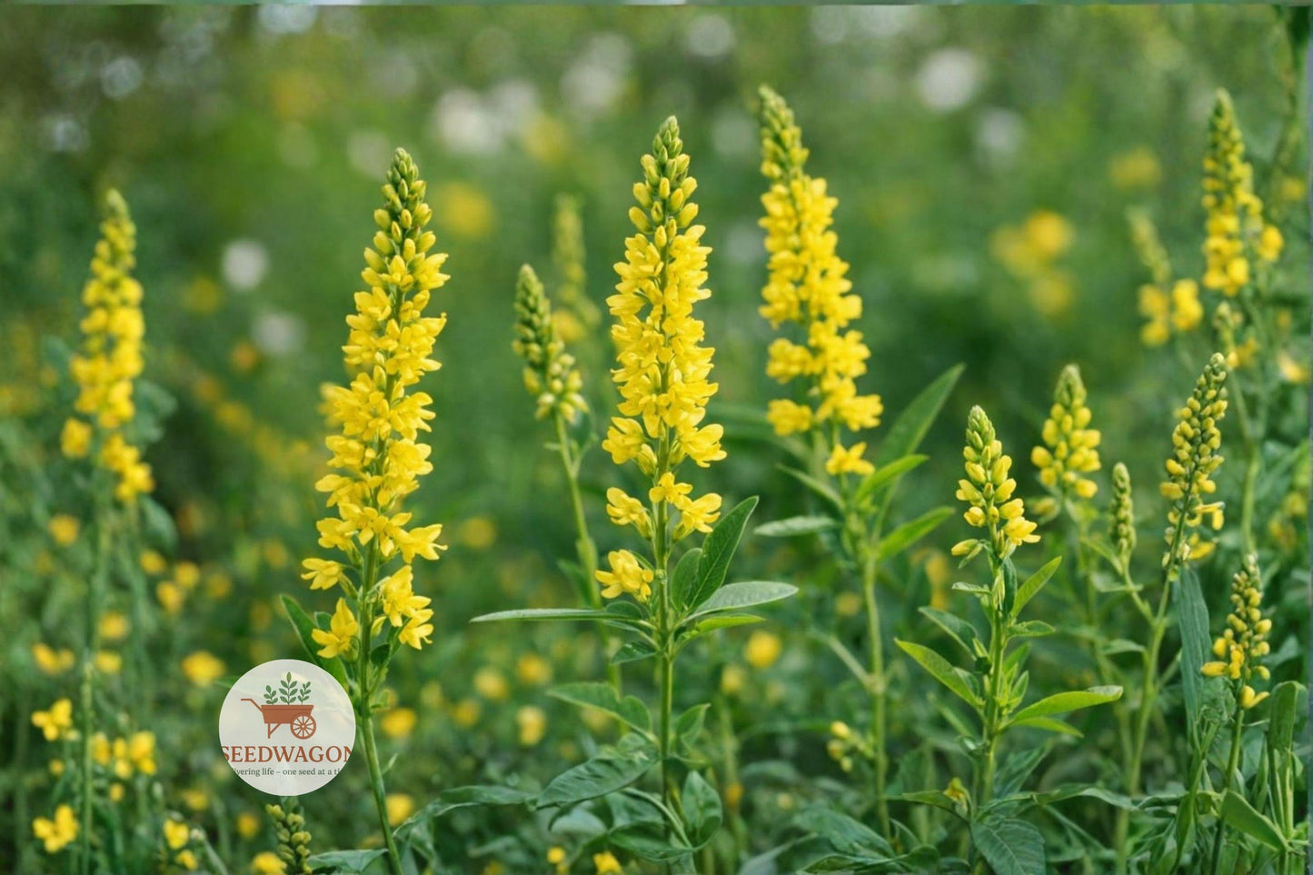Yellow Sweet Clover Seeds 100 - Melilotus officinalis - Pollinator-Friendly Yellow Wildflower Cover Crop