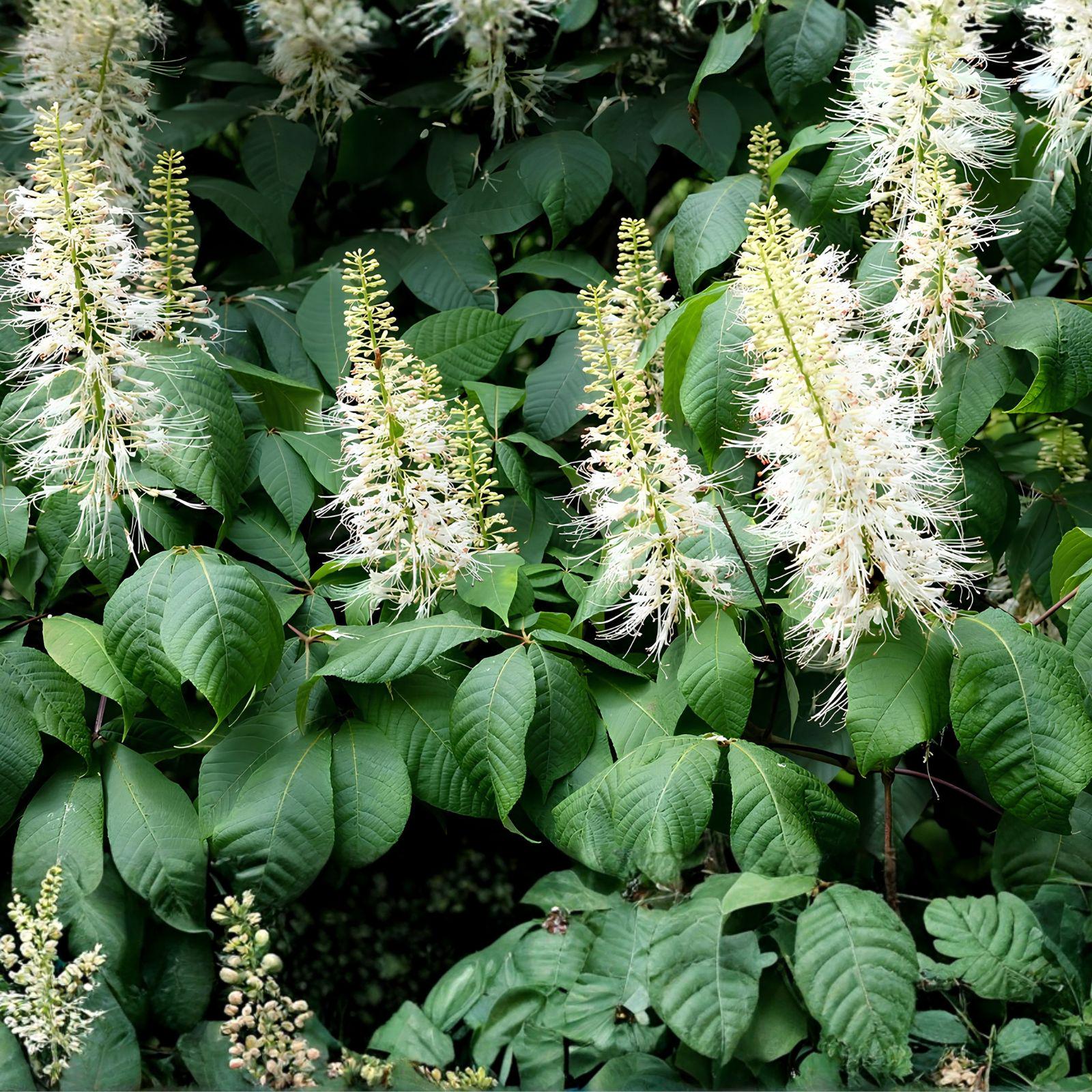 Live Bare Root Bottlebrush Buckeye Plant, Aesculus parviflora, Hardy Native Shrub, Green Foliage Turning Bright Yellow in Fall