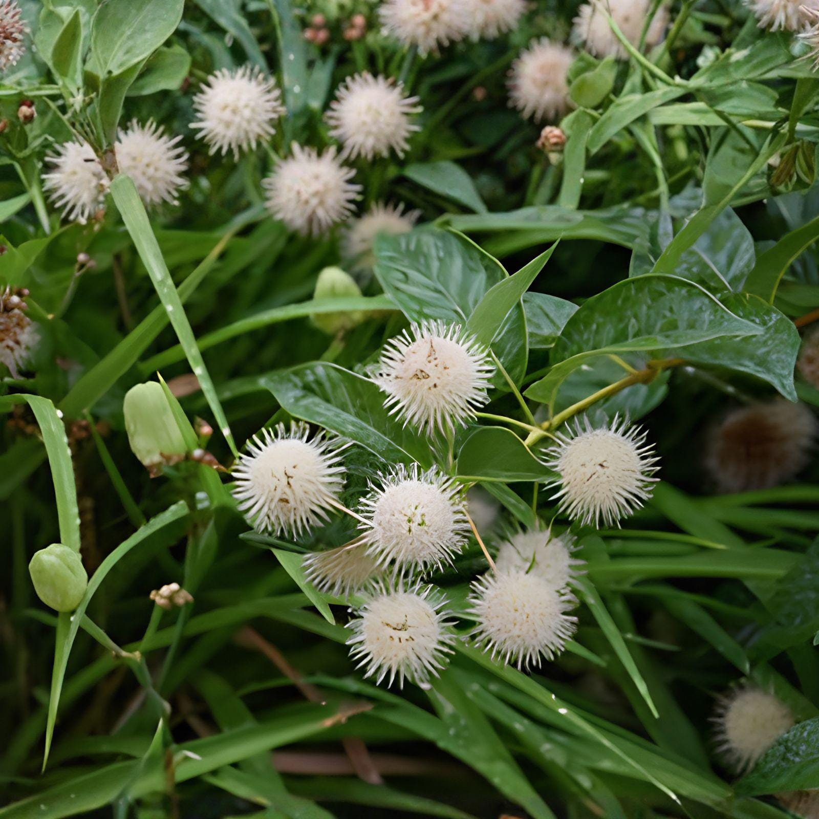 Buttonbush Live Bare Root Plant, Native Shrub, Pollinator Attracting, Cephalanthus occidentalis, 12" Tall, Creamy White Flowers