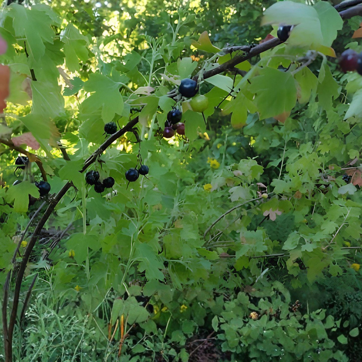 Jostaberry Cuttings - 12 Unrooted Fruit Shrub Cuttings, Ribes × nidigrolaria, Easy to Root for Home Garden or Orchard