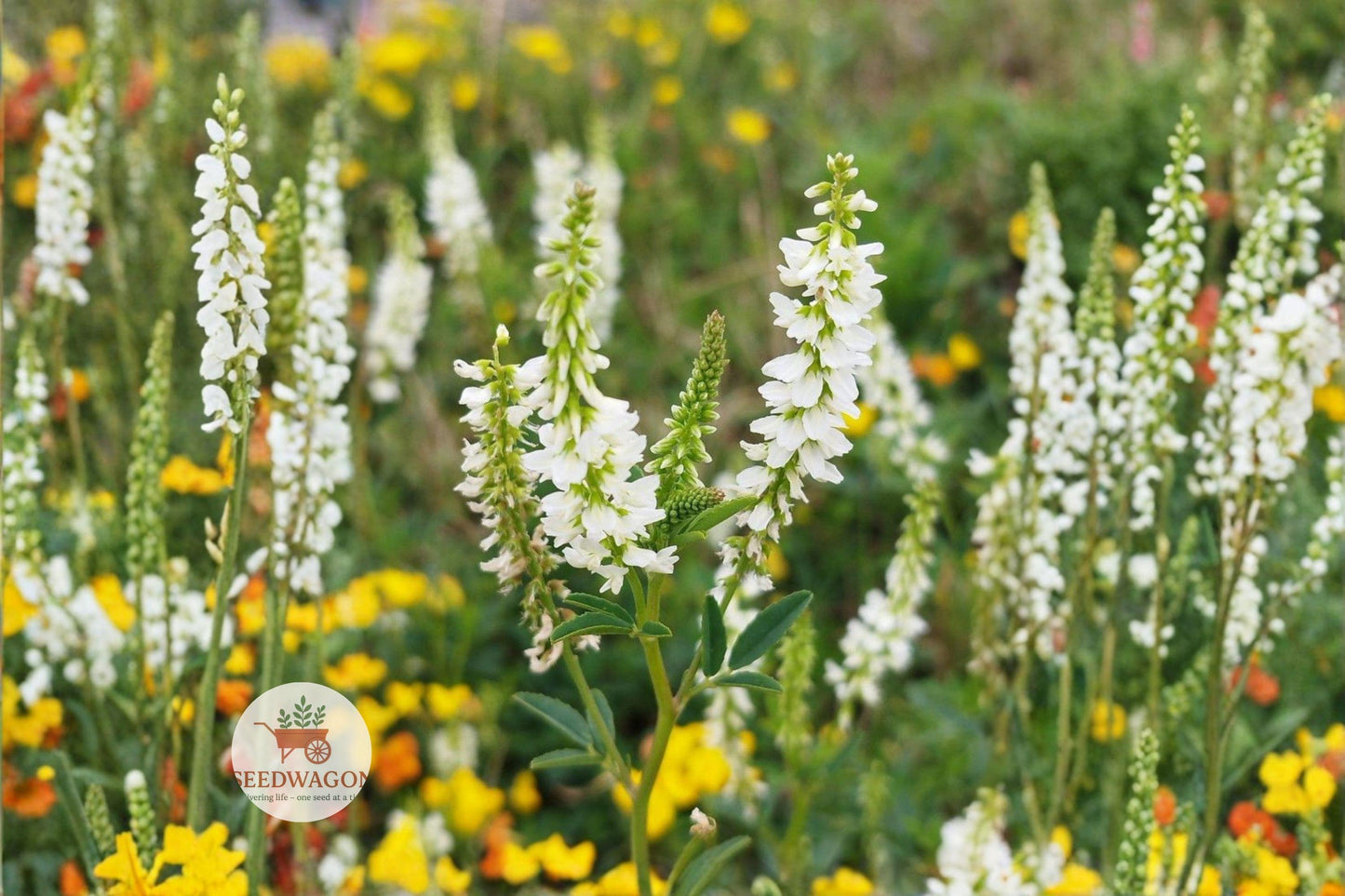 White Sweet Clover Seeds 100 - Melilotus alba, Fragrant White Flowering Pollinator Cover Crop, Easy to Grow for Wildlife Gardens