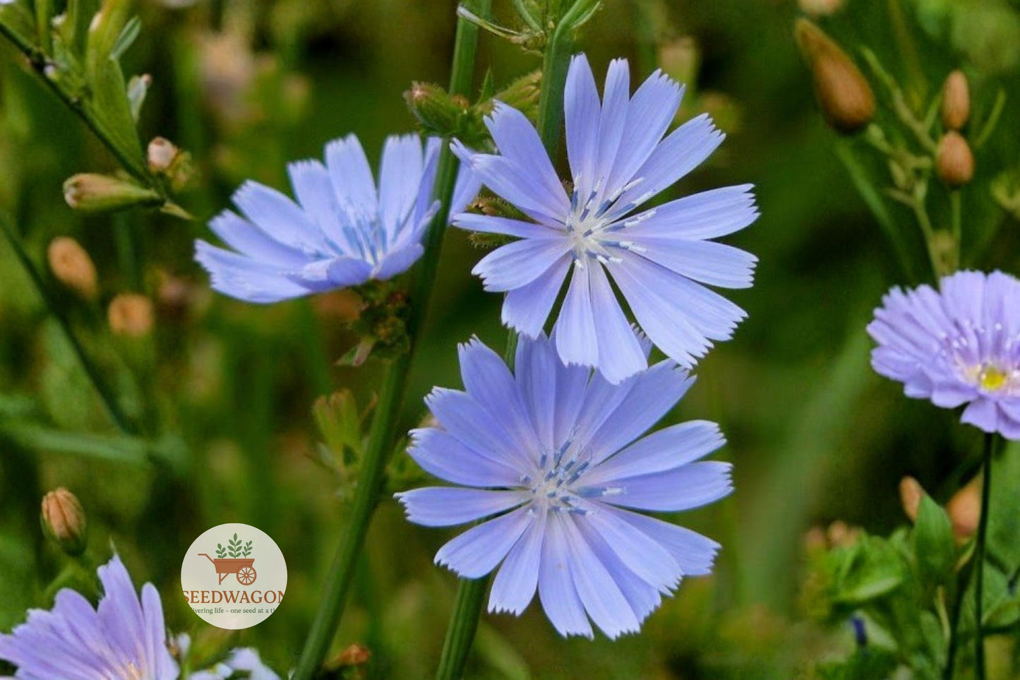 Blue Chicory Seeds 100 - Cichorium intybus - Perennial Wildflower Herb - Sky Blue Pollinator Garden Plant
