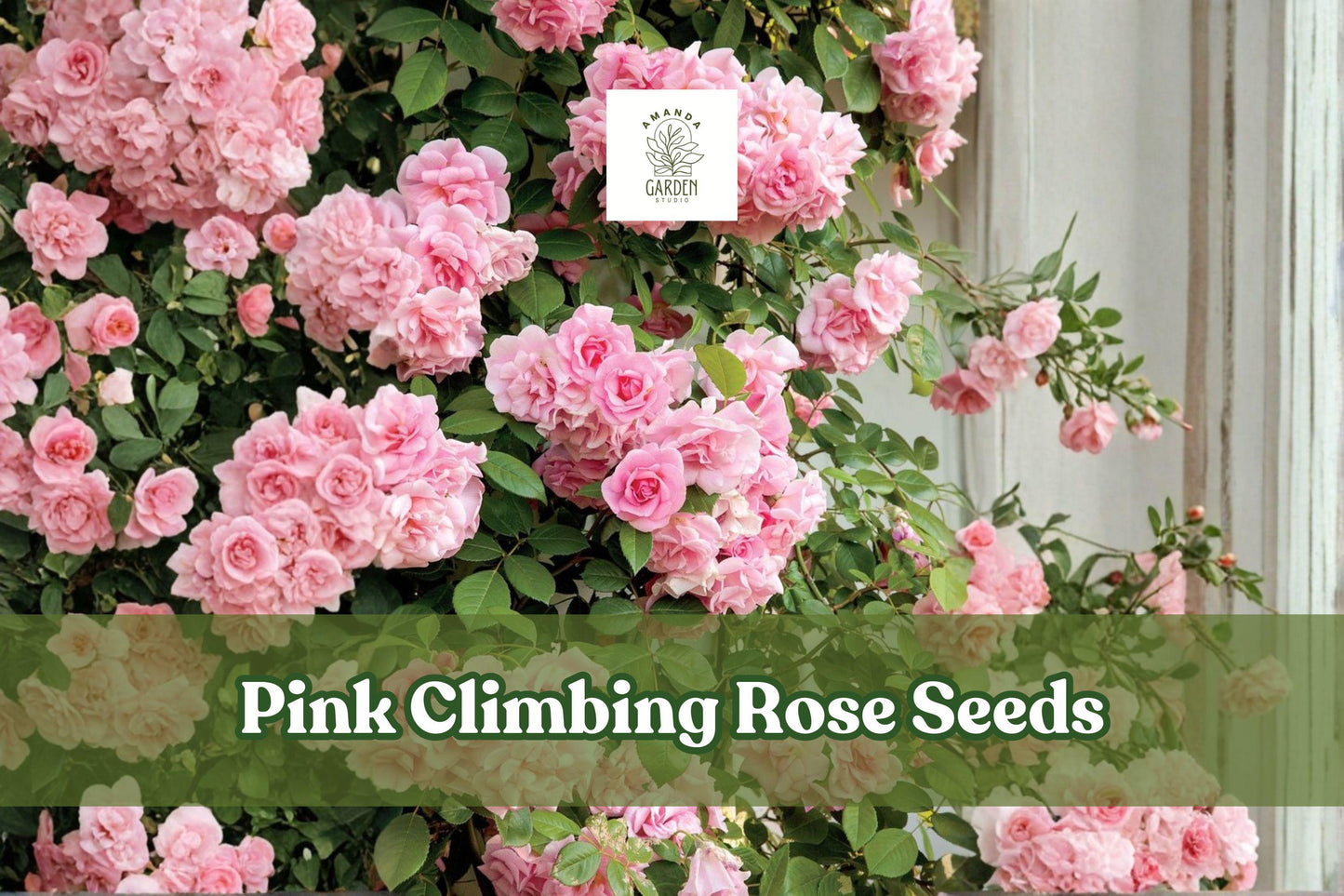 20 Pink Climbing Rose Seeds - Heirloom Vine Flowers for Trellis Garden - Rosa spp. - Non-GMO, Outdoor Ornamental Plant