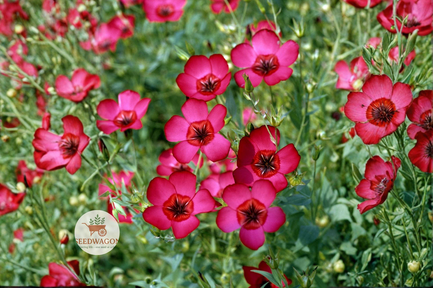 Scarlet Flax Seeds 100 - Linum grandiflorum rubrum Red Wildflower for Pollinator Garden, Easy to Grow Annual Flower