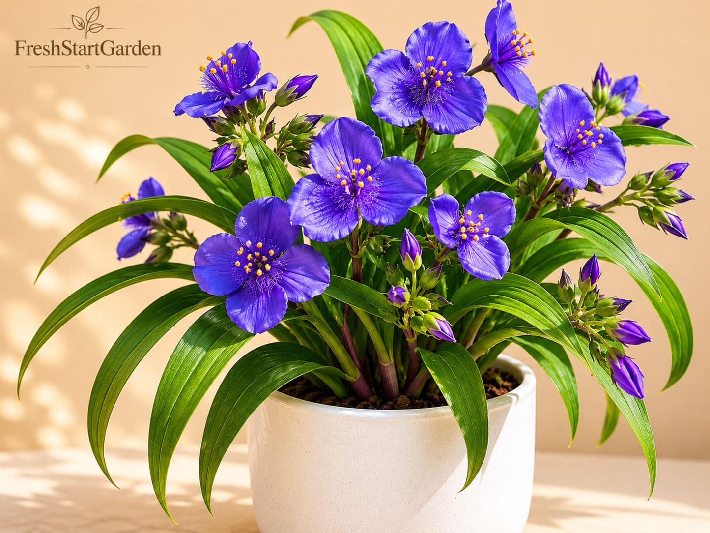 Virginia Spiderwort Bare Root Perennial, Blue-Violet Blooms, Tradescantia virginiana, Pollinator Friendly, 5 Pack