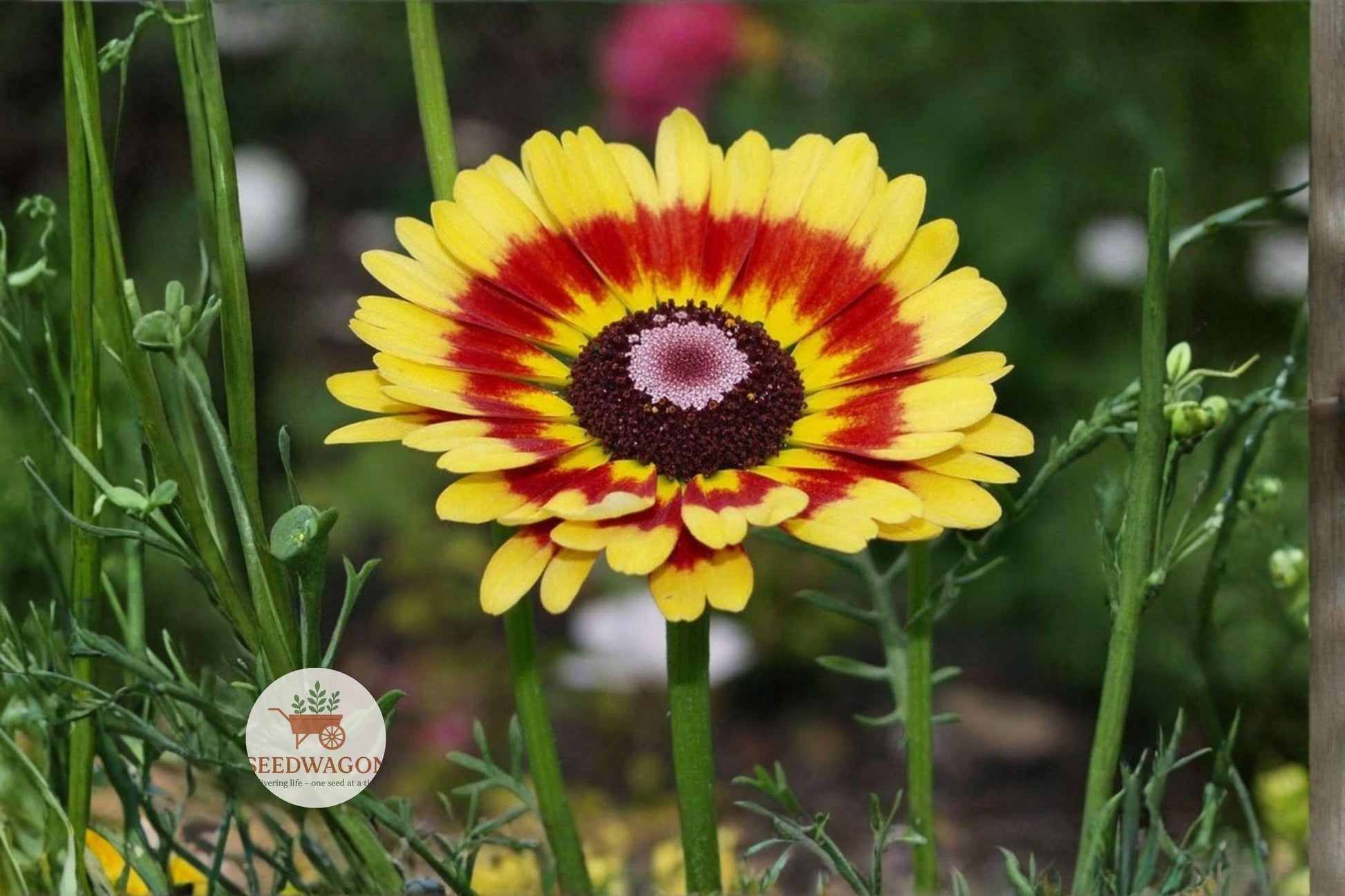 Painted Daisy Seeds 100 - Tricolor Wildflower Mix for Pollinator Gardens - Glebionis carinata - Easy-to-Grow Annual Flower