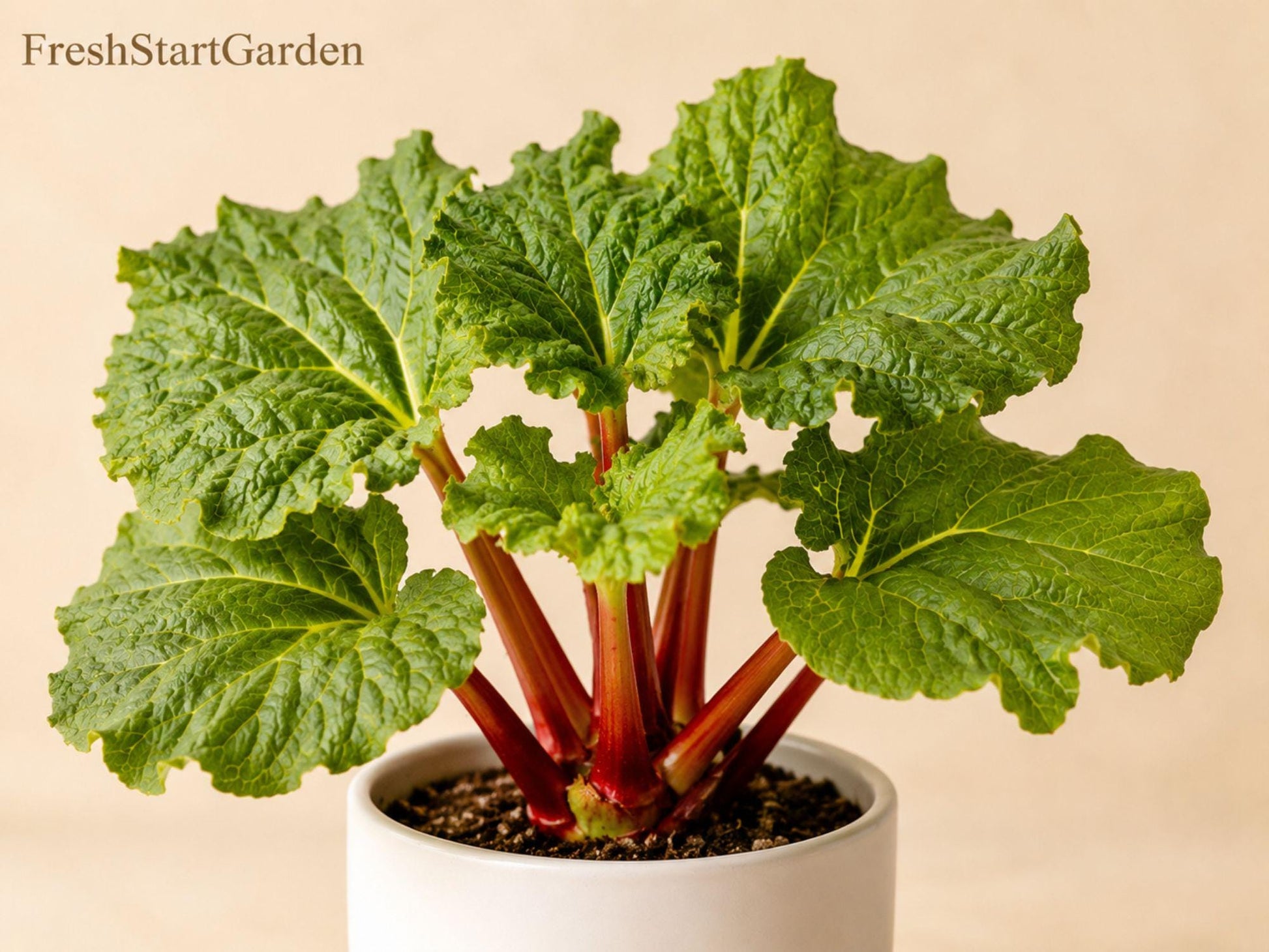 Victoria Rhubarb Bare Root Plant - Heirloom Edible Perennial Vegetable (Rheum rhabarbarum) with Green Stalks and Crimson Blush