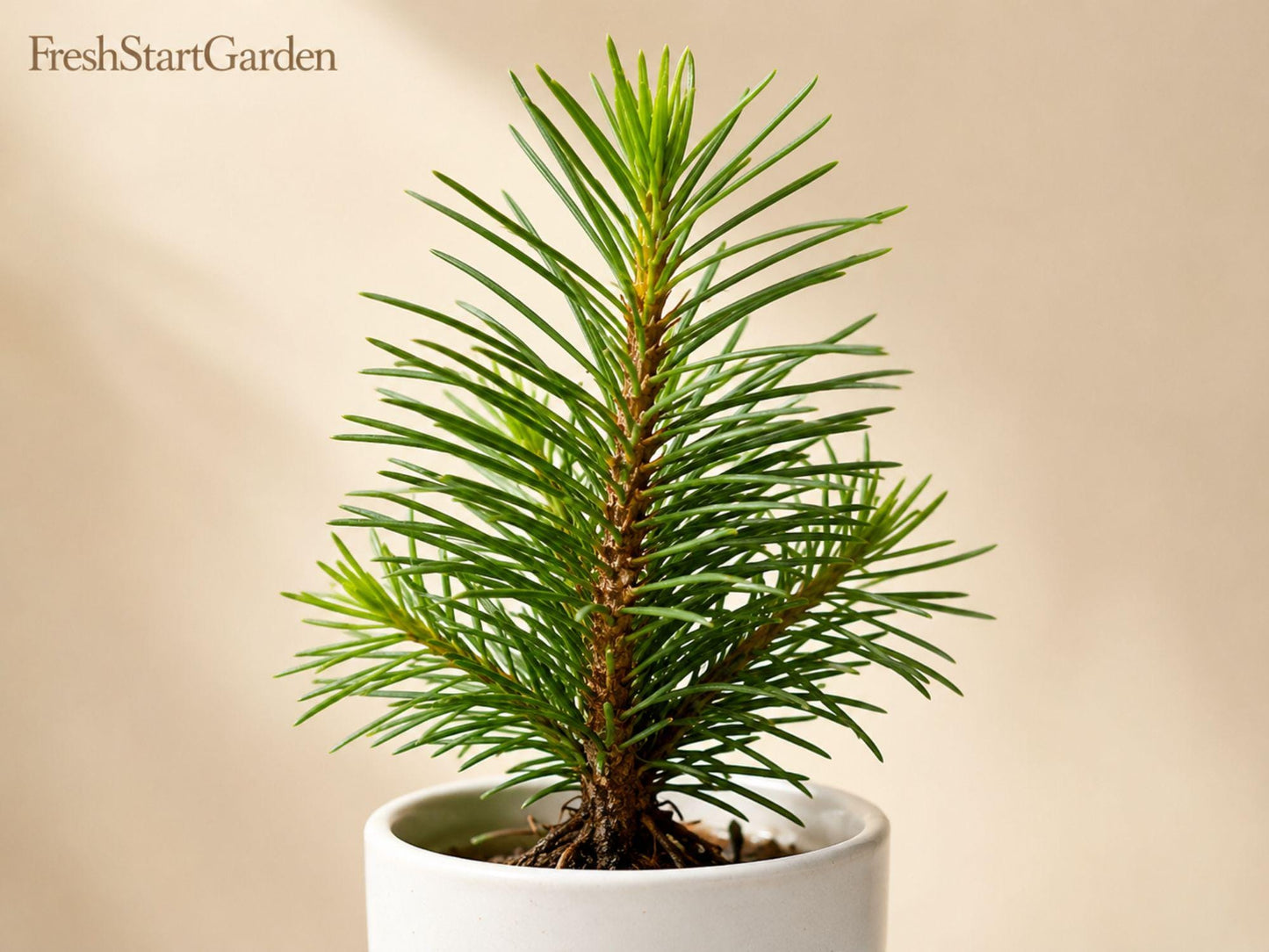 Giant Sequoia Bare Root Plant 6-12" Sequoiadendron giganteum Evergreen Conifer for Landscape & Specimen Planting