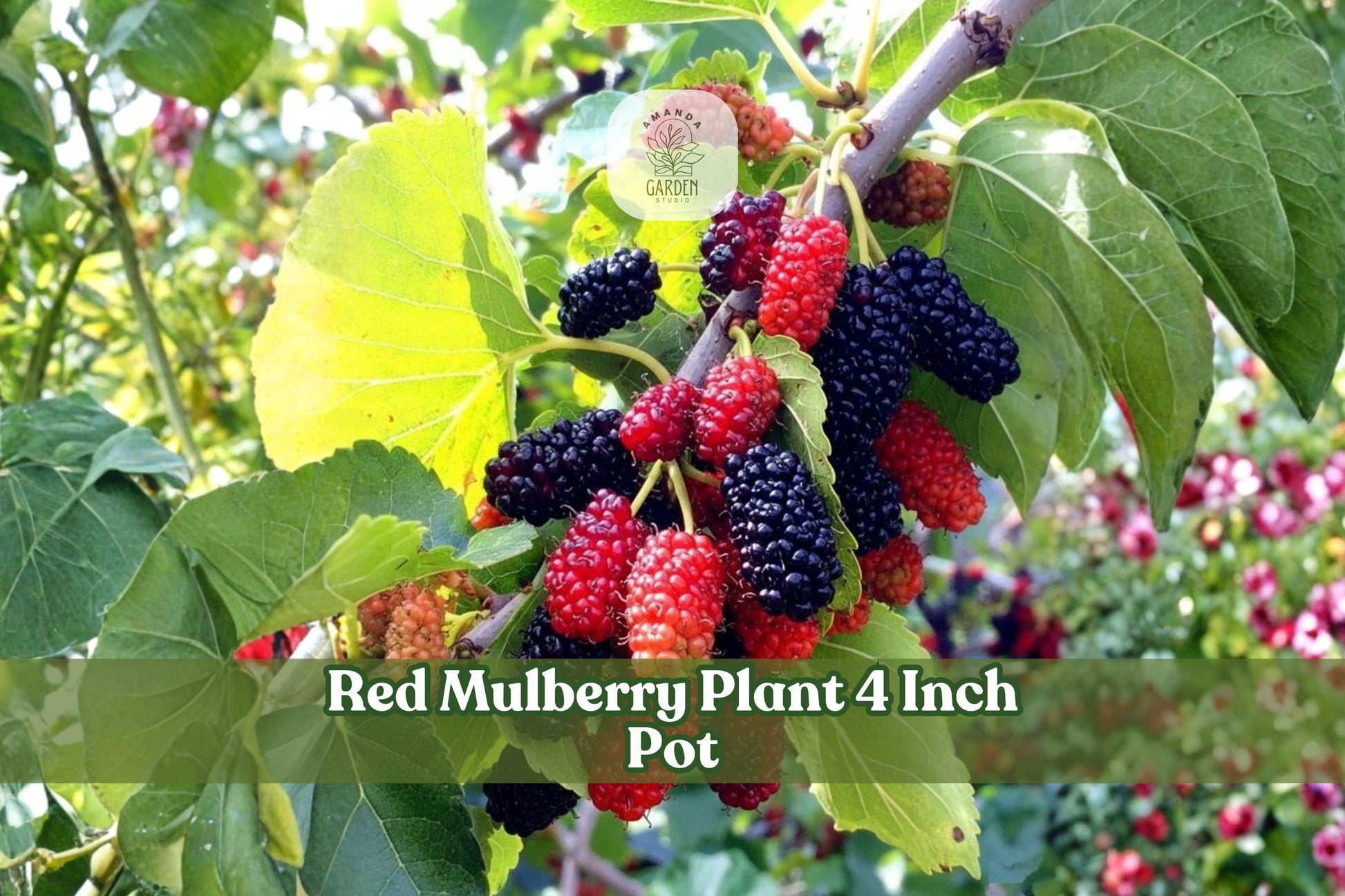 Red Mulberry Plant 4 Inch Pot | Morus rubra Live Seedling | Deciduous Native Tree for Landscape & Woodland Gardens