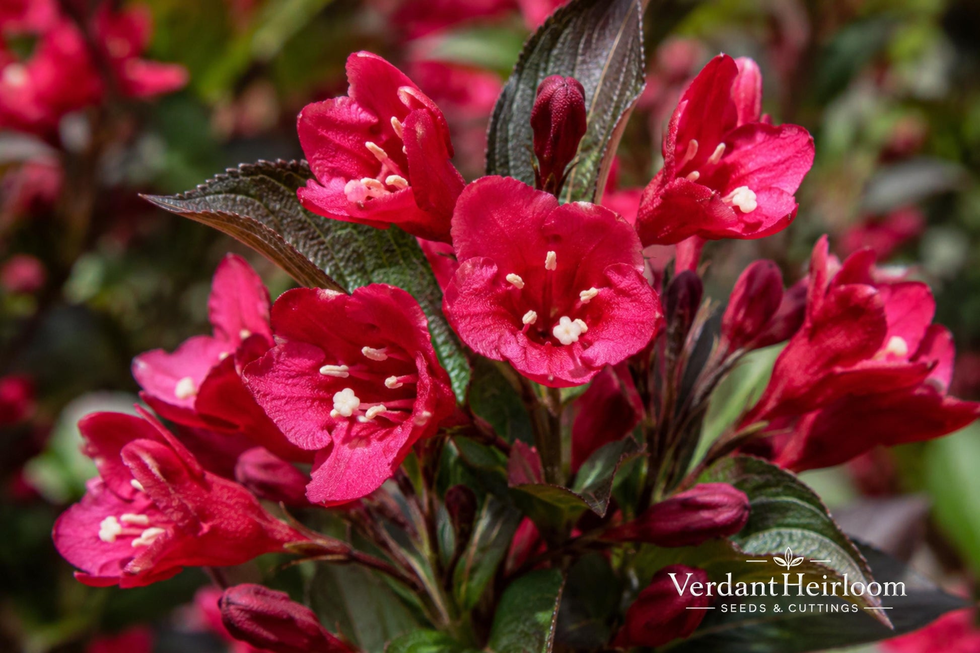 Java Red Weigela Live Plant - 4-inch Pot - Compact Flowering Shrub with Deep Pink Blooms - Weigela florida 'Java Red'