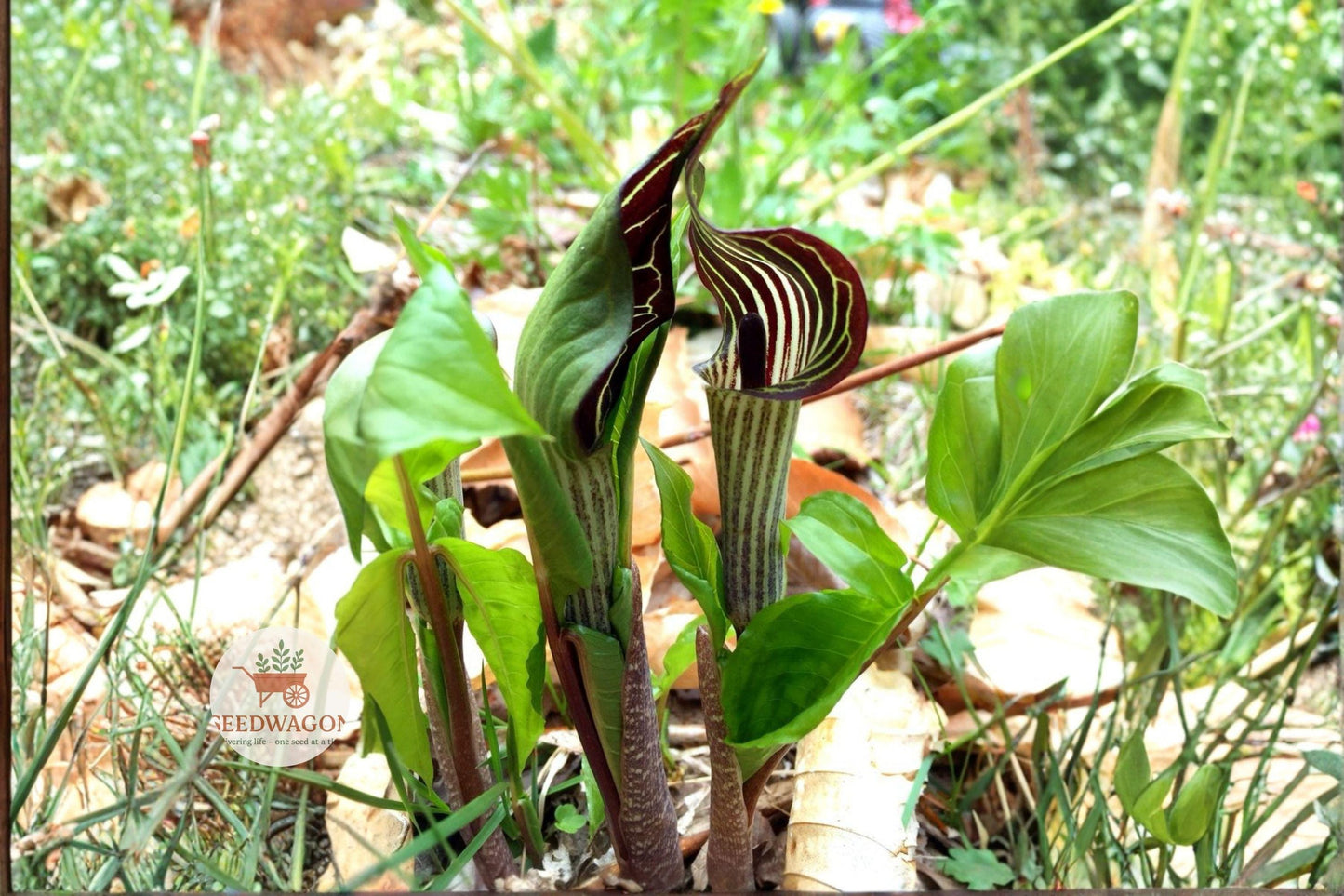 Jack-in-the-Pulpit Seeds 5 Pack - Arisaema triphyllum - Unique Native Woodland Perennial for Shade Gardens