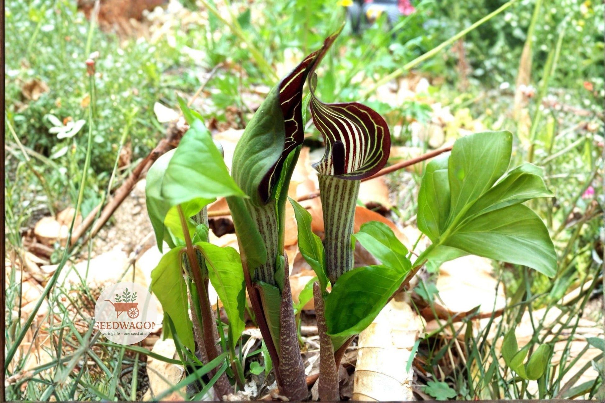 Jack-in-the-Pulpit Seeds 5 Pack - Arisaema triphyllum - Unique Native Woodland Perennial for Shade Gardens