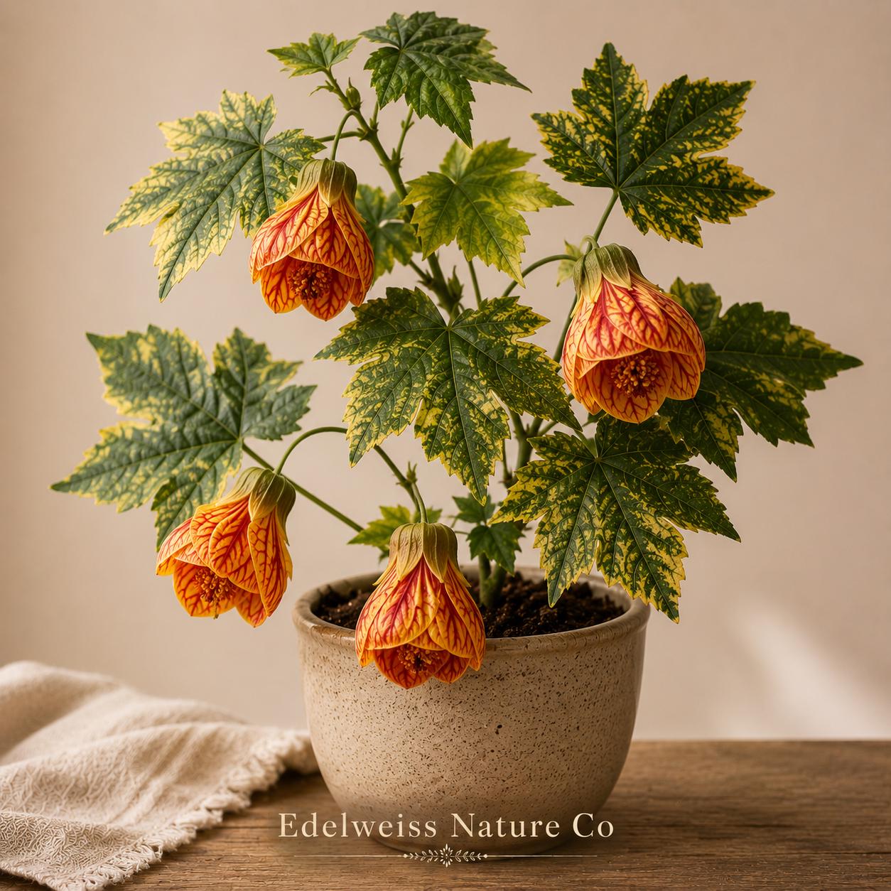 Tiger Eye Abutilon Starter Plant | Tropical Flowering Maple | Unique Lantern Blooms | Abutilon hybrid