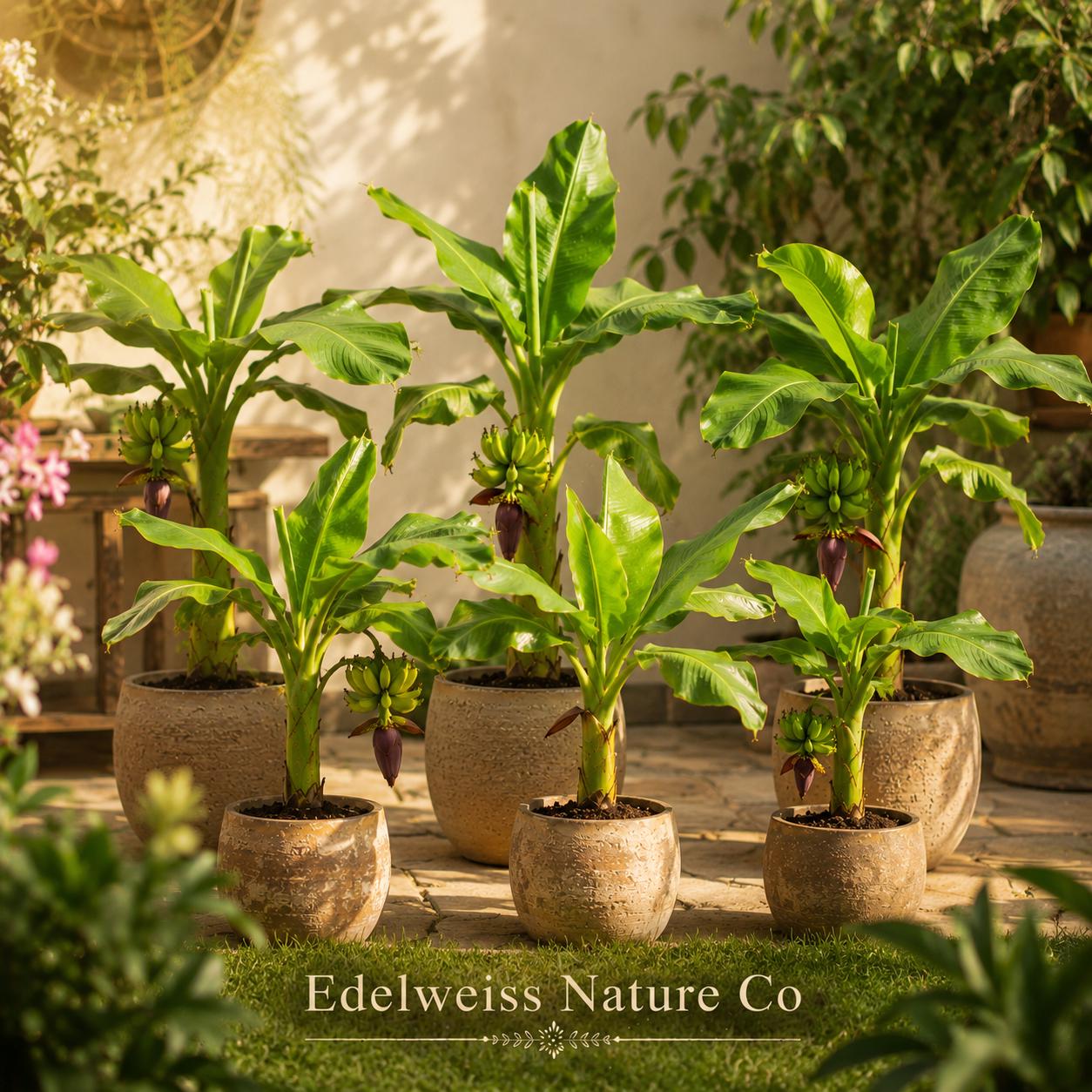5 Dwarf Cavendish Banana Trees | 3-4" Starter Plants | Musa spp. | Tropical Edible Fruit for Containers & Gardens