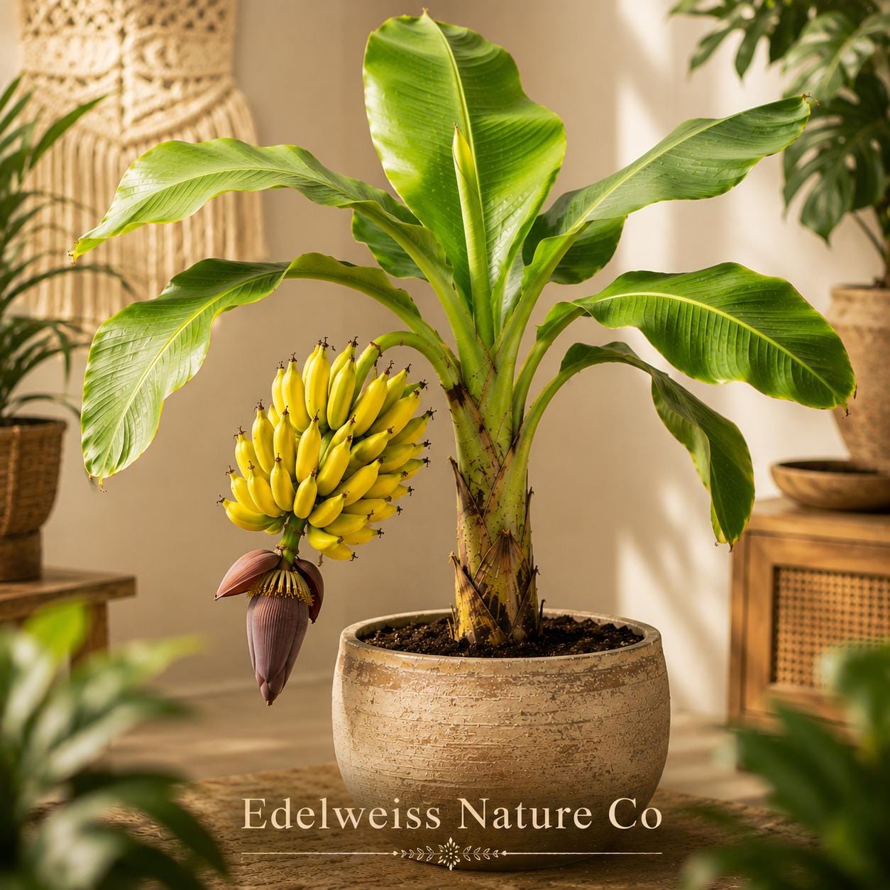 Goldfinger Banana Tree Starter Plant 4-6" | Musa acuminata × balbisiana | Tropical Edible Fruit Plant