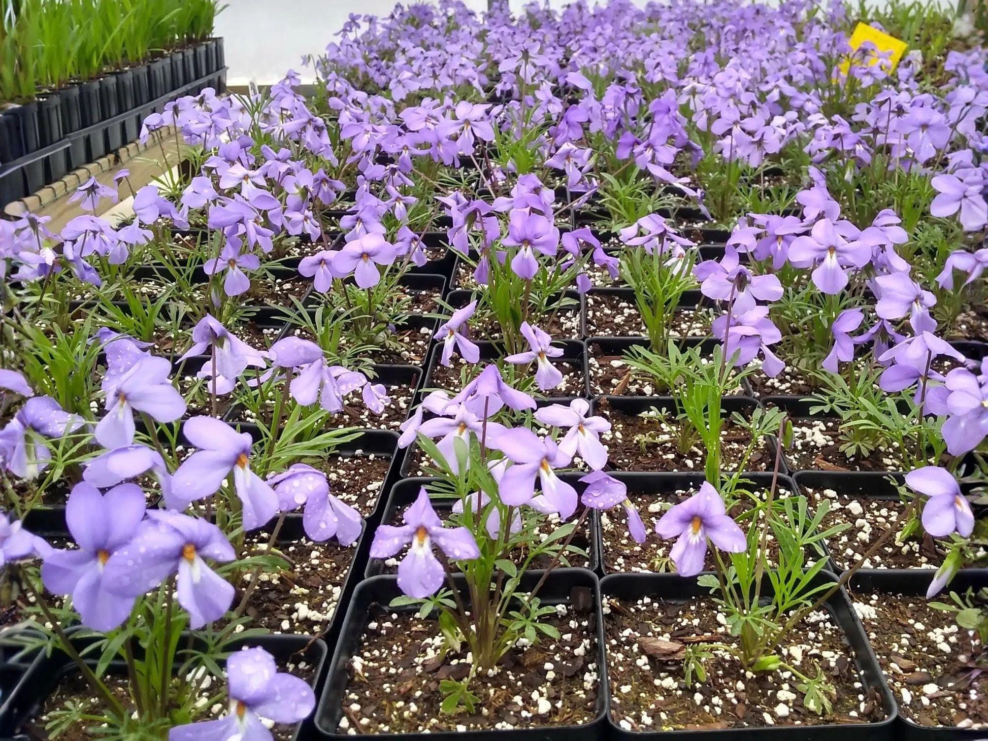 10 Bare Root Bird's-Foot Violet | Viola pedata | Native Perennial Wildflower for Pollinator & Rock Gardens
