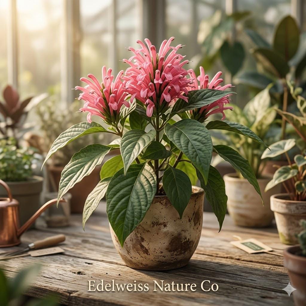 Pink Flamingo Justicia Carnea Starter Plant | Brazilian Plume Flowering Shrub | Jacobinia Ornamental Plant | Tropical Pink Blooms