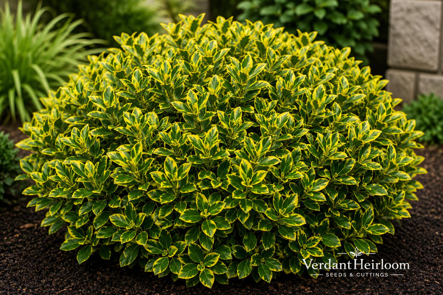 Golden Euonymus Live Plant - Bare Root Starter - Evergreen Shrub with Gold Edged Foliage - Euonymus japonicus 'Aureo-marginatus'
