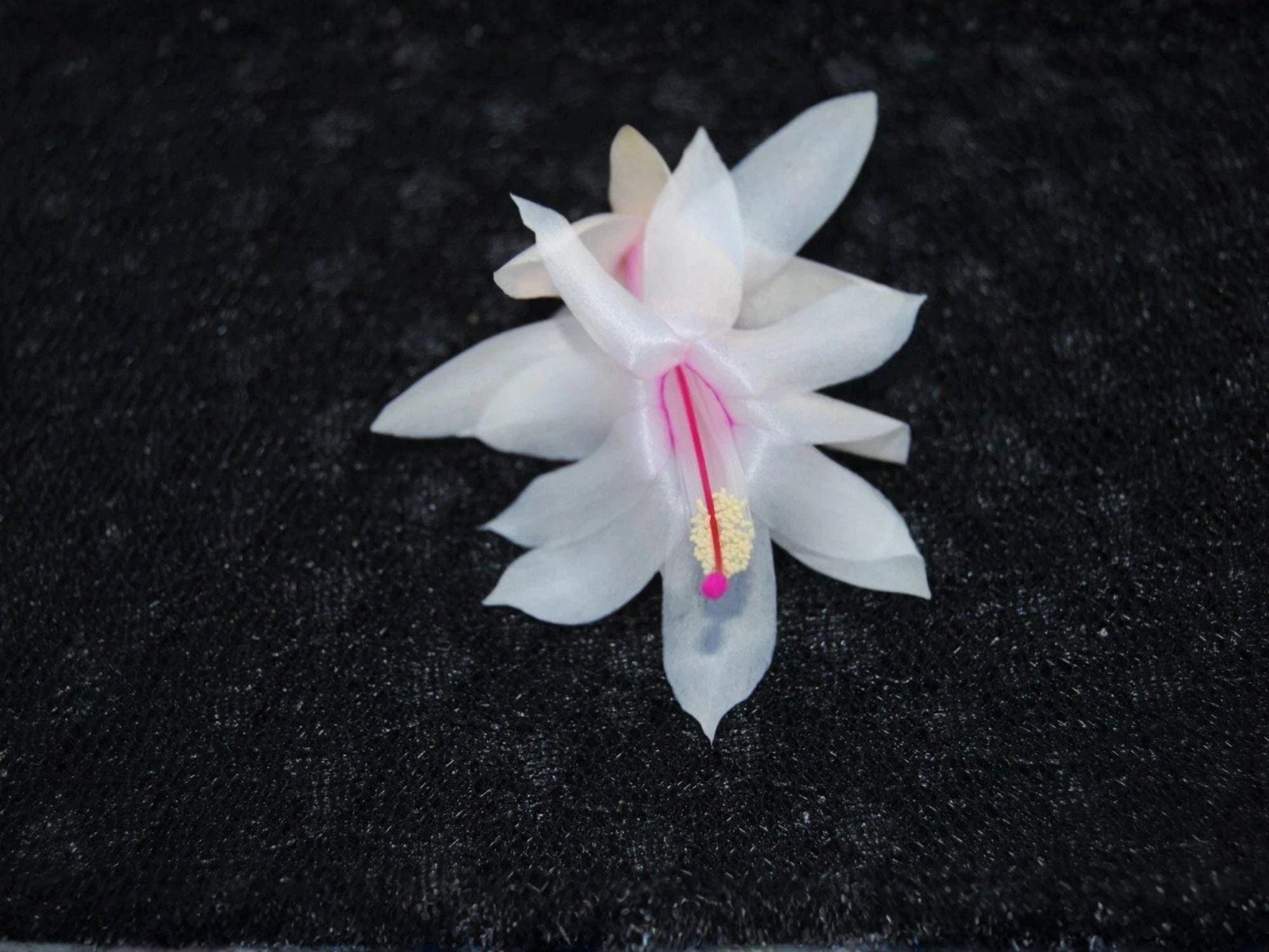 Snow Fire Christmas Cactus Starter Plant | Schlumbergera truncata | Tropical Holiday Blooming Houseplant | Easy Care Indoor Plant
