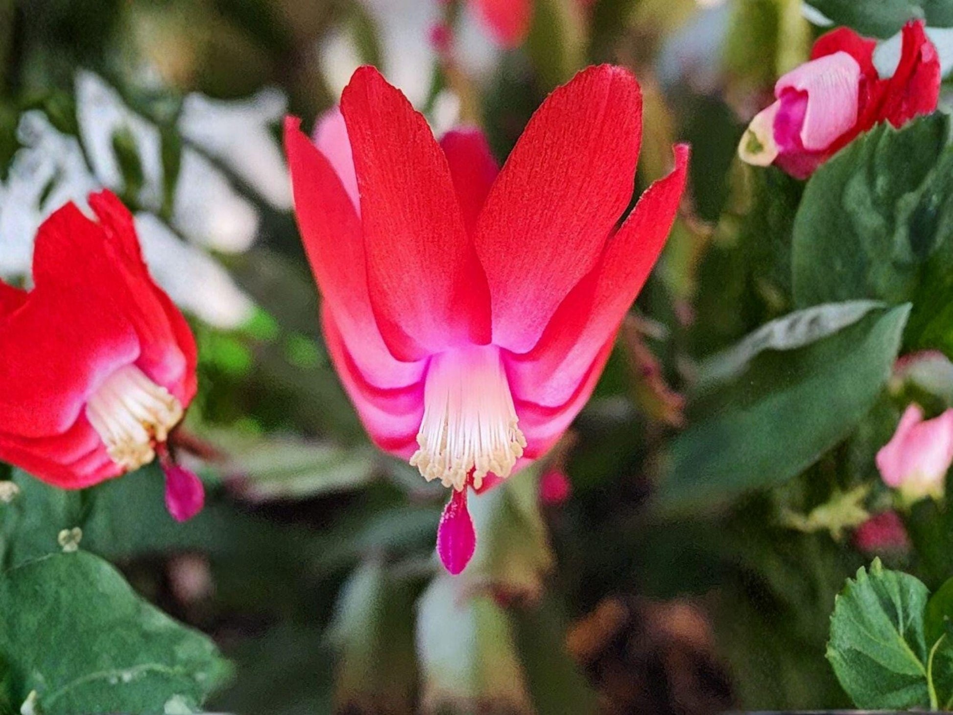 Fairy Tale Christmas Cactus Starter Plant | Schlumbergera truncata | Tropical Holiday Blooming Houseplant | Easy Care Succulent