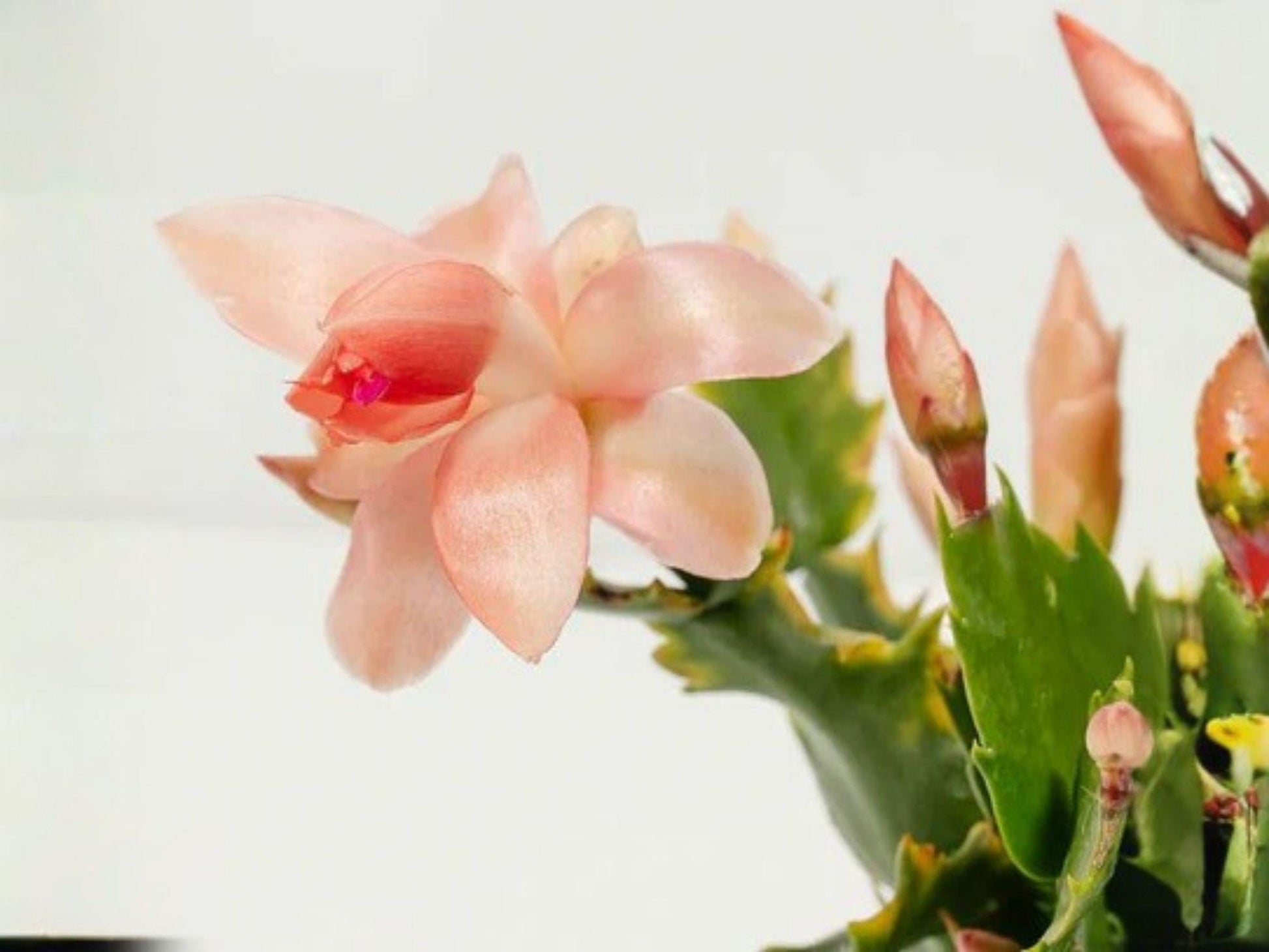 Nutbush City Limits Christmas Cactus Starter Plant | Schlumbergera Truncata | Exotic Holiday Blooming Houseplant