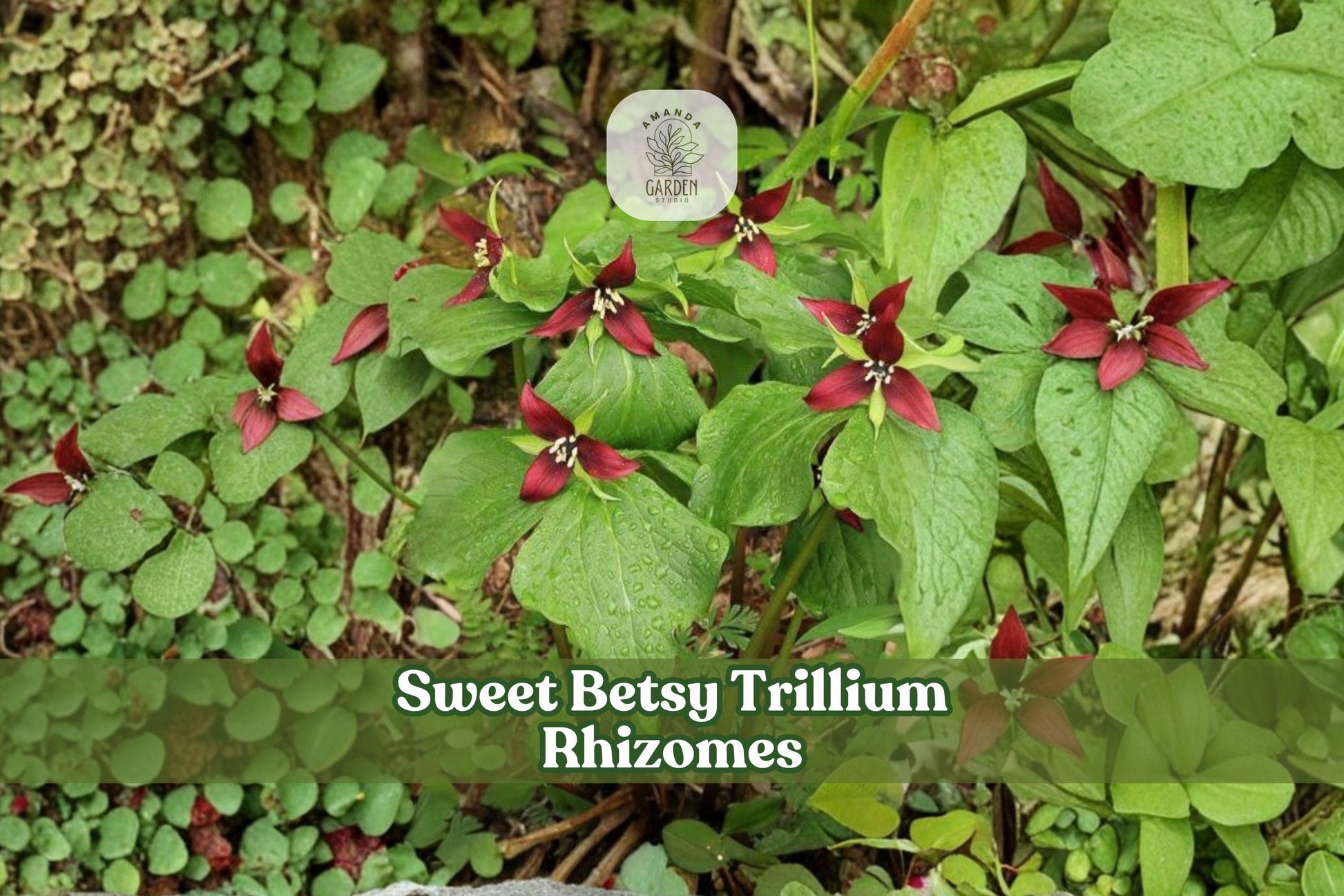 5 Sweet Betsy Trillium Rhizomes | Purple Toad Trillium Bulbs | Trillium cuneatum | Burgundy Spring Flowers for Shade Gardens